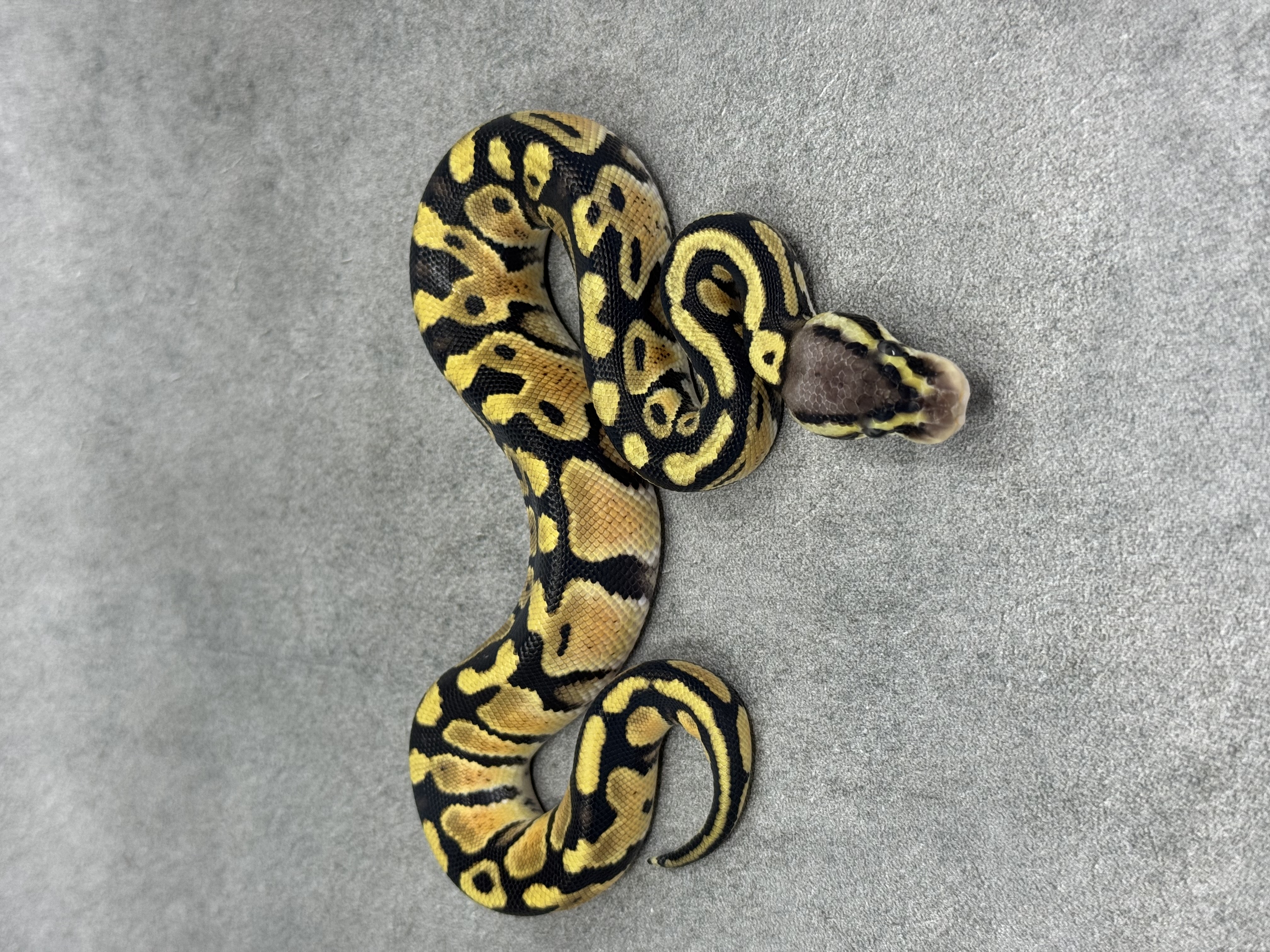 Pastel Het Hypo Het Desert Ghost Het Clown 4