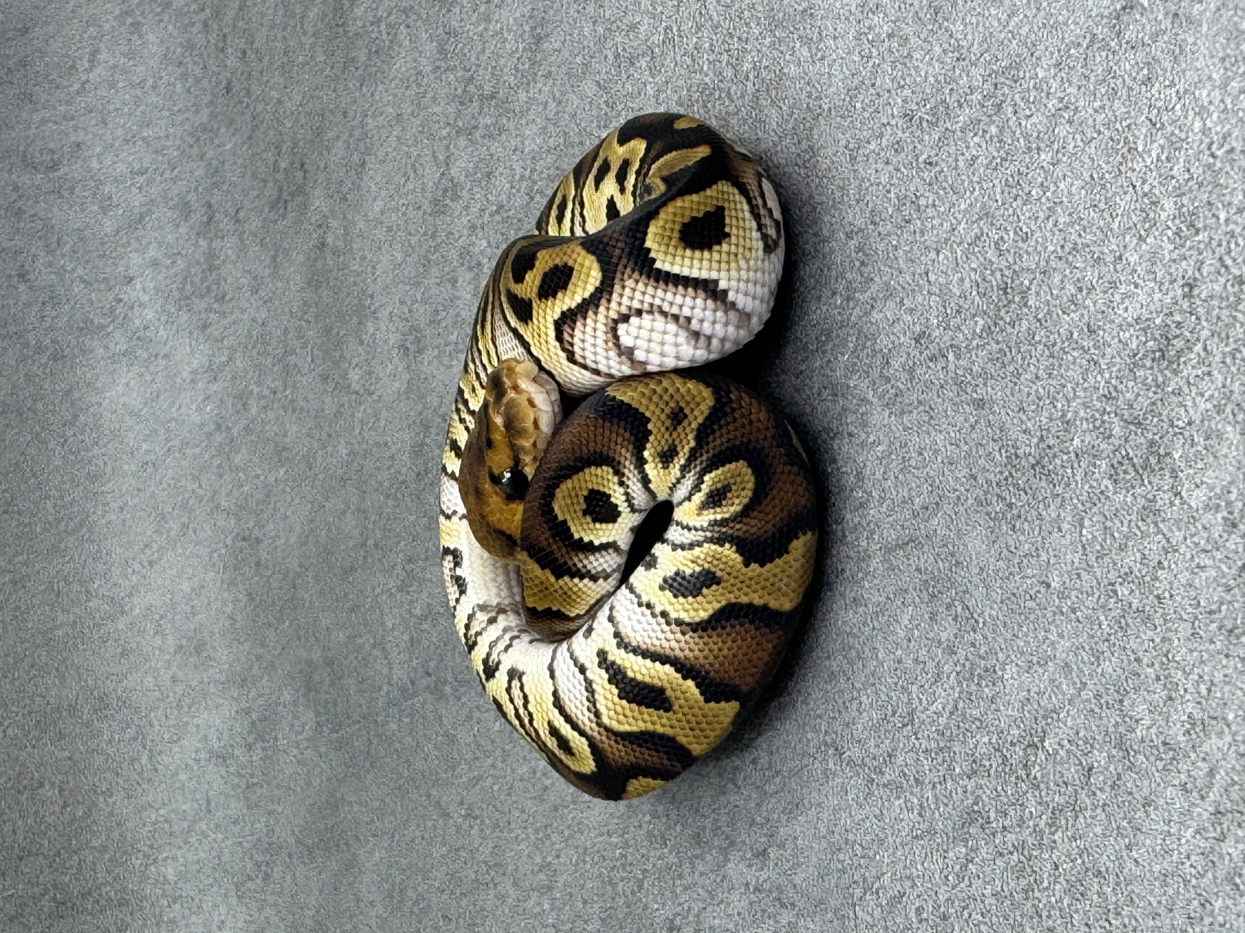 Cypress Clown