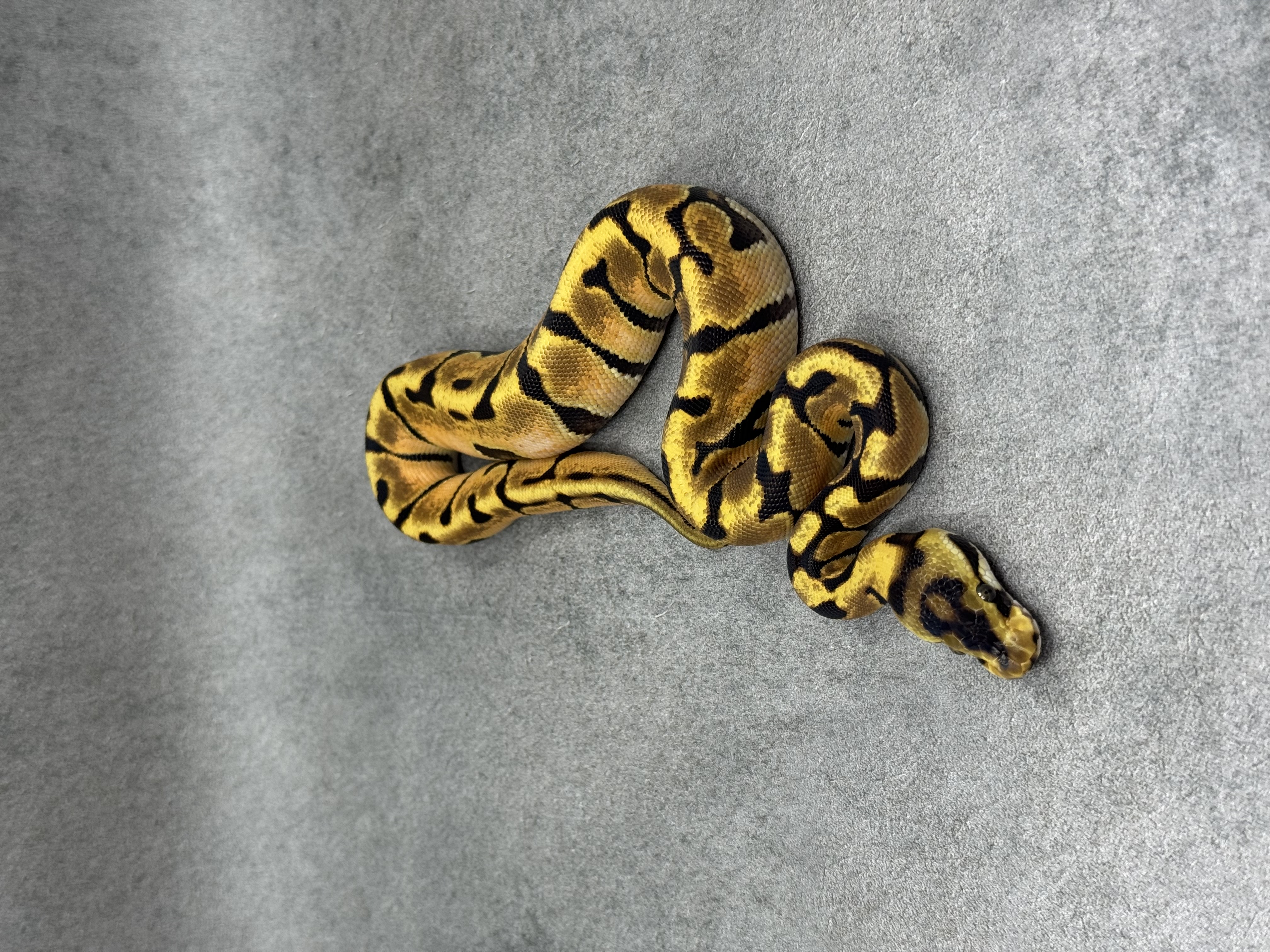 Fire Enchi Spotnose Het Clown 2