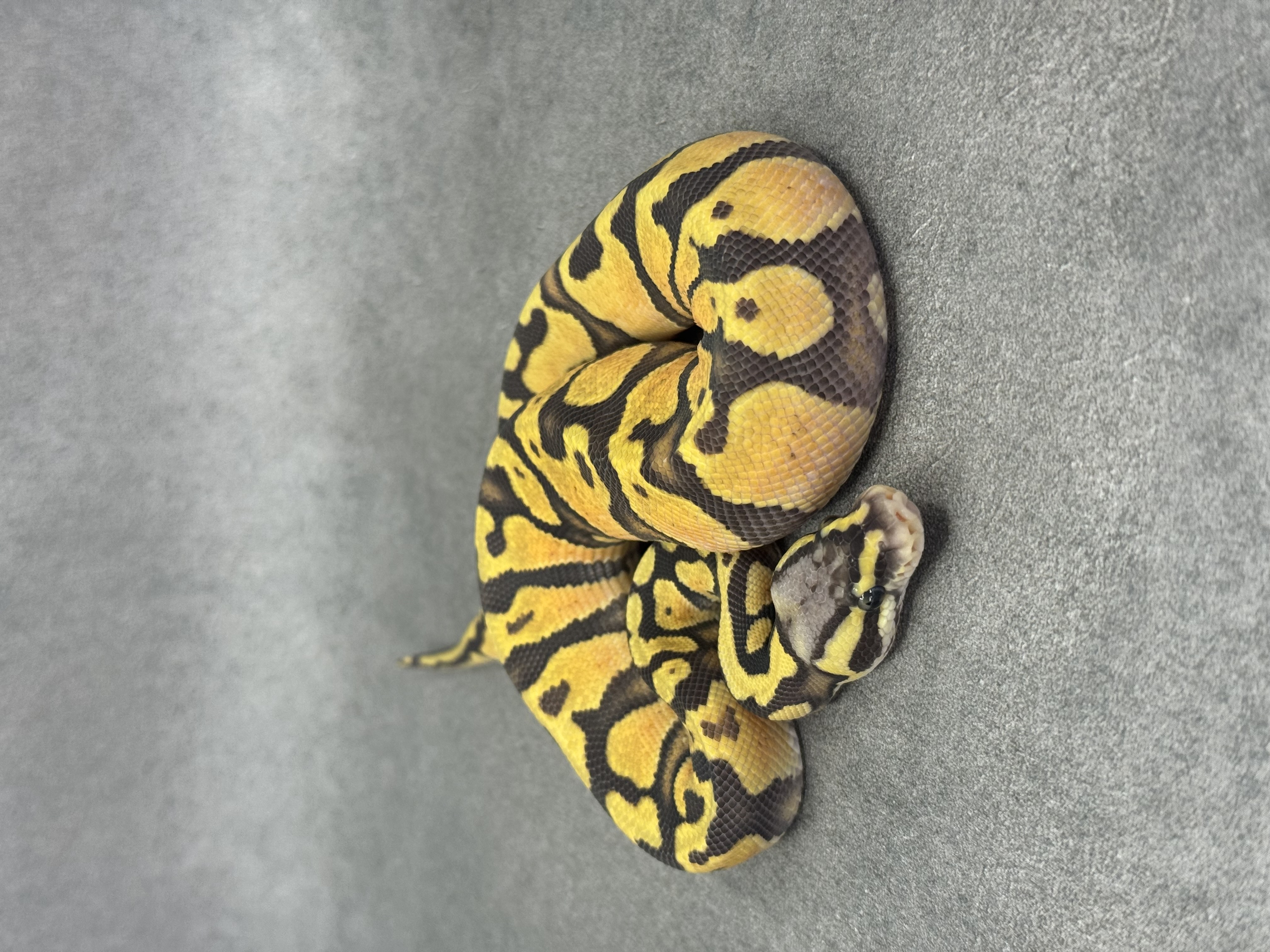 Pastel Jaguar Hypo Poss Enchi 4