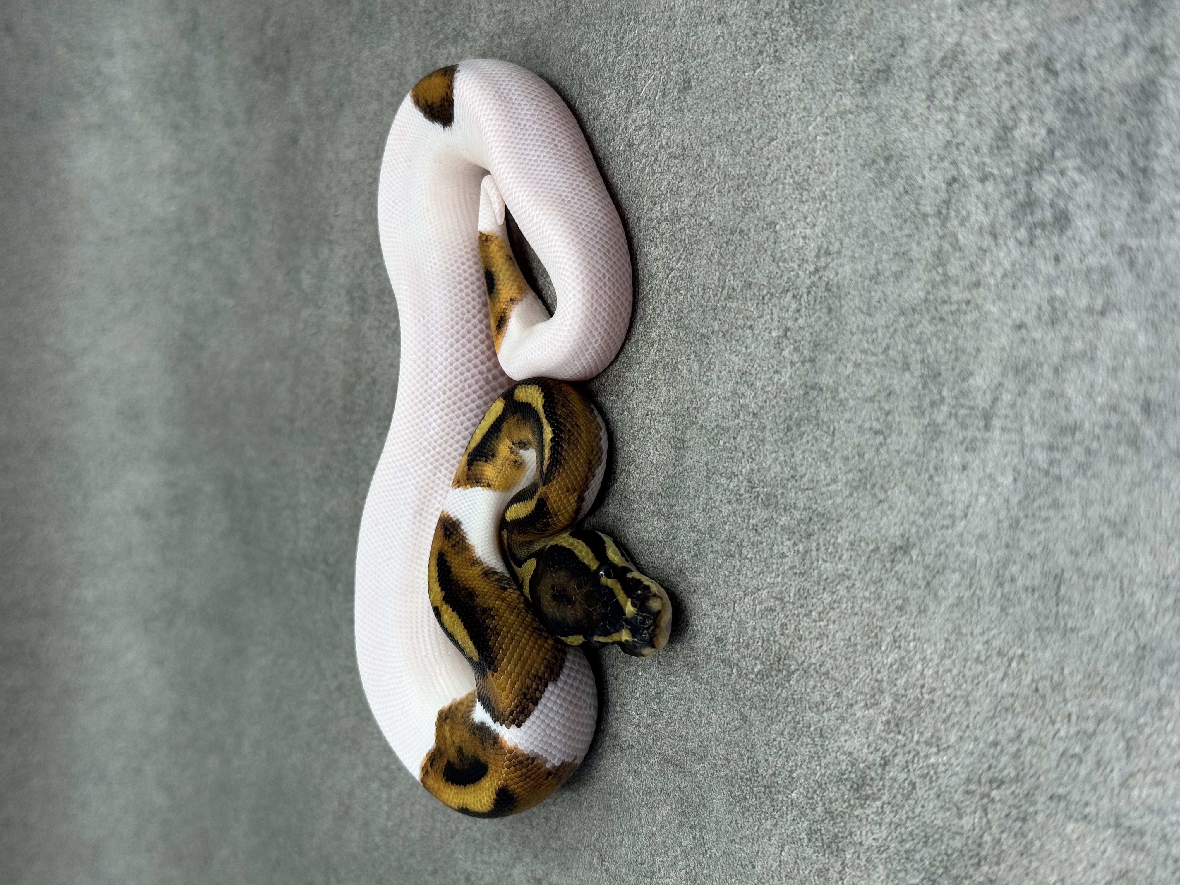 Piebald