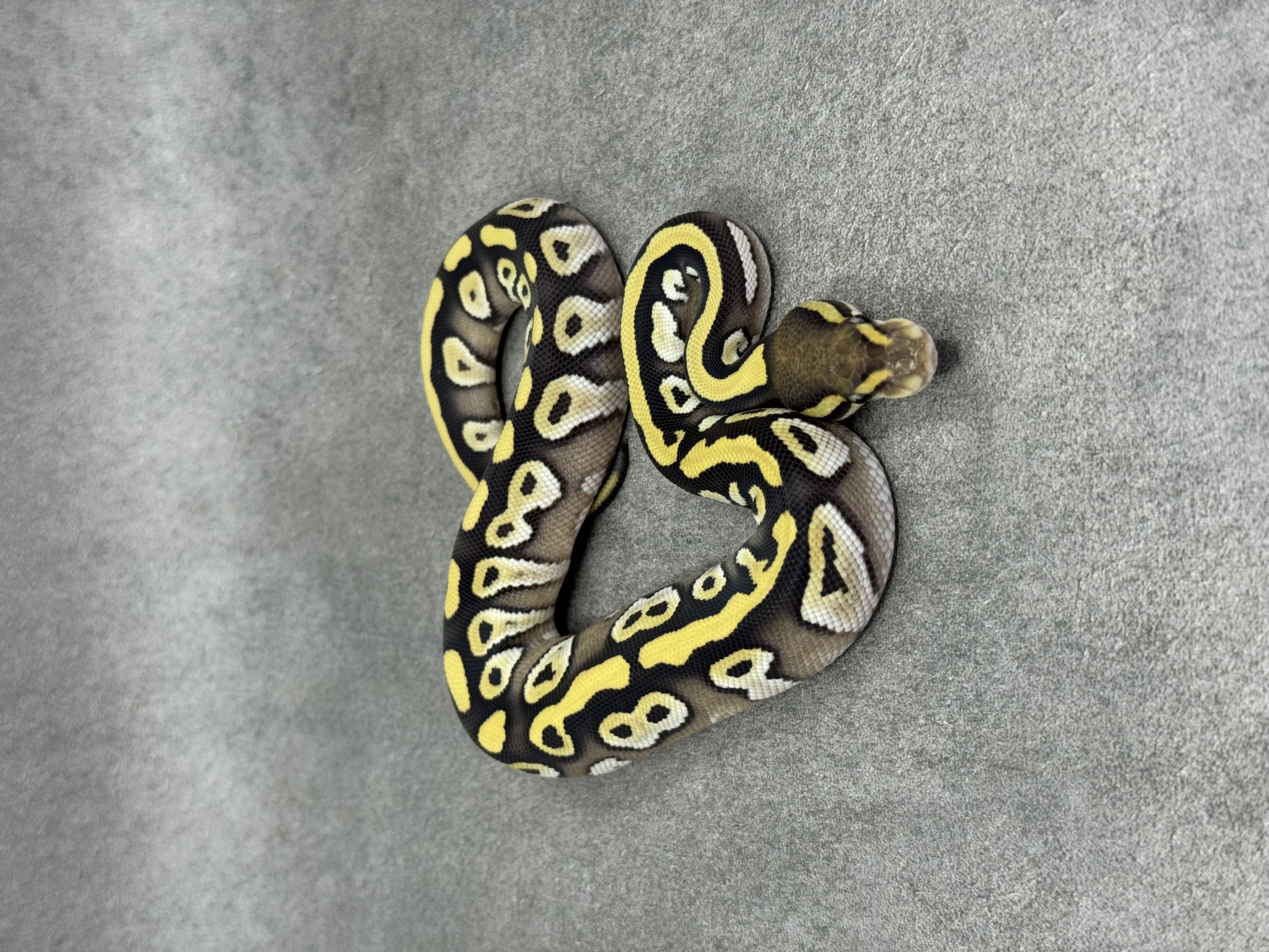 Mojave Desert Ghost 5