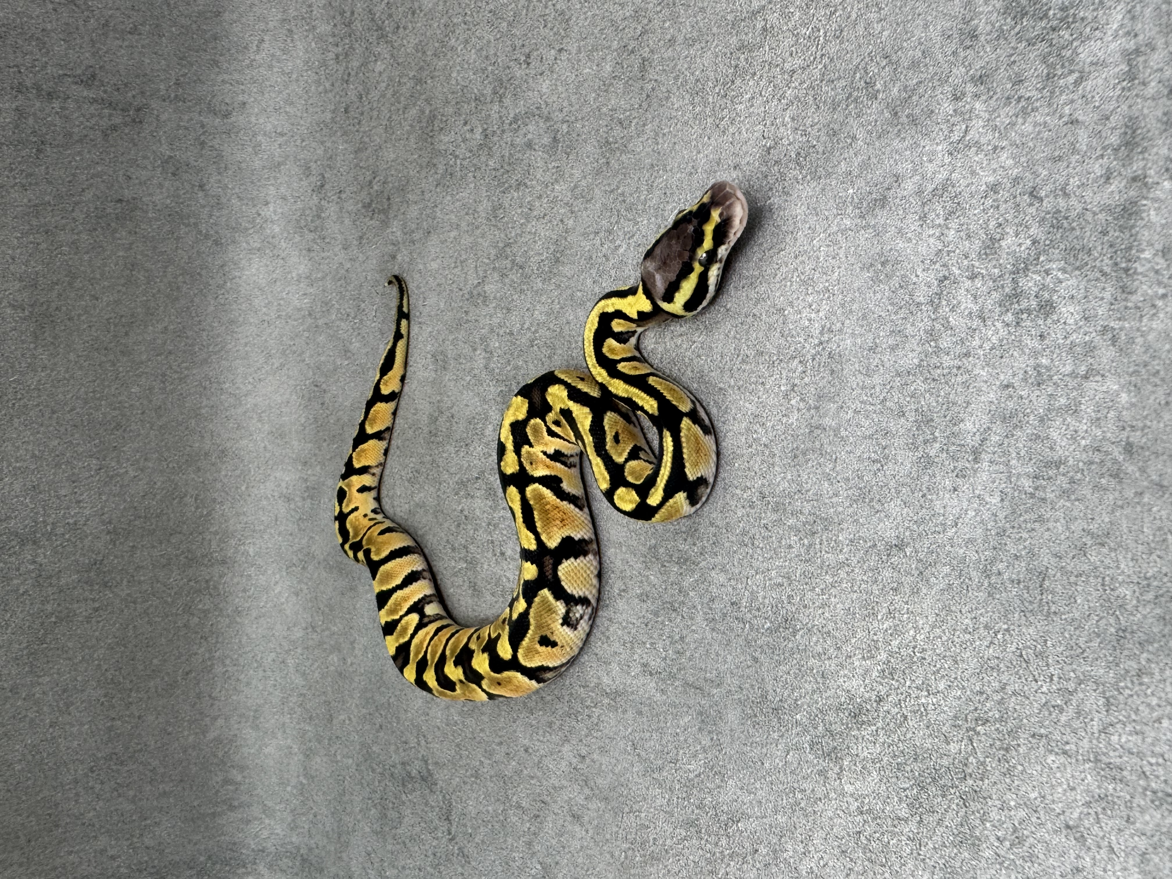 Pastel Het Clown 2