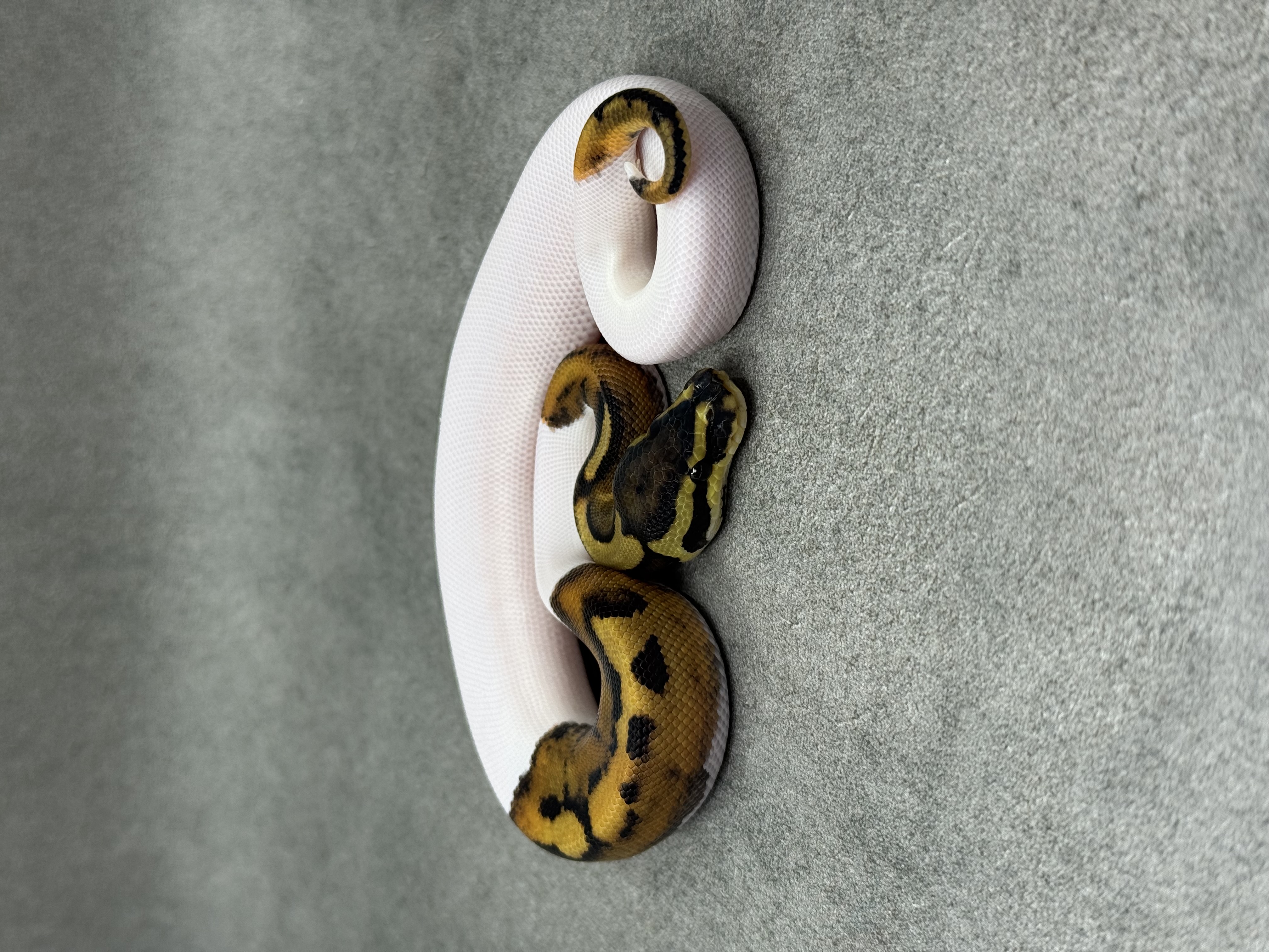Leopard Piebald