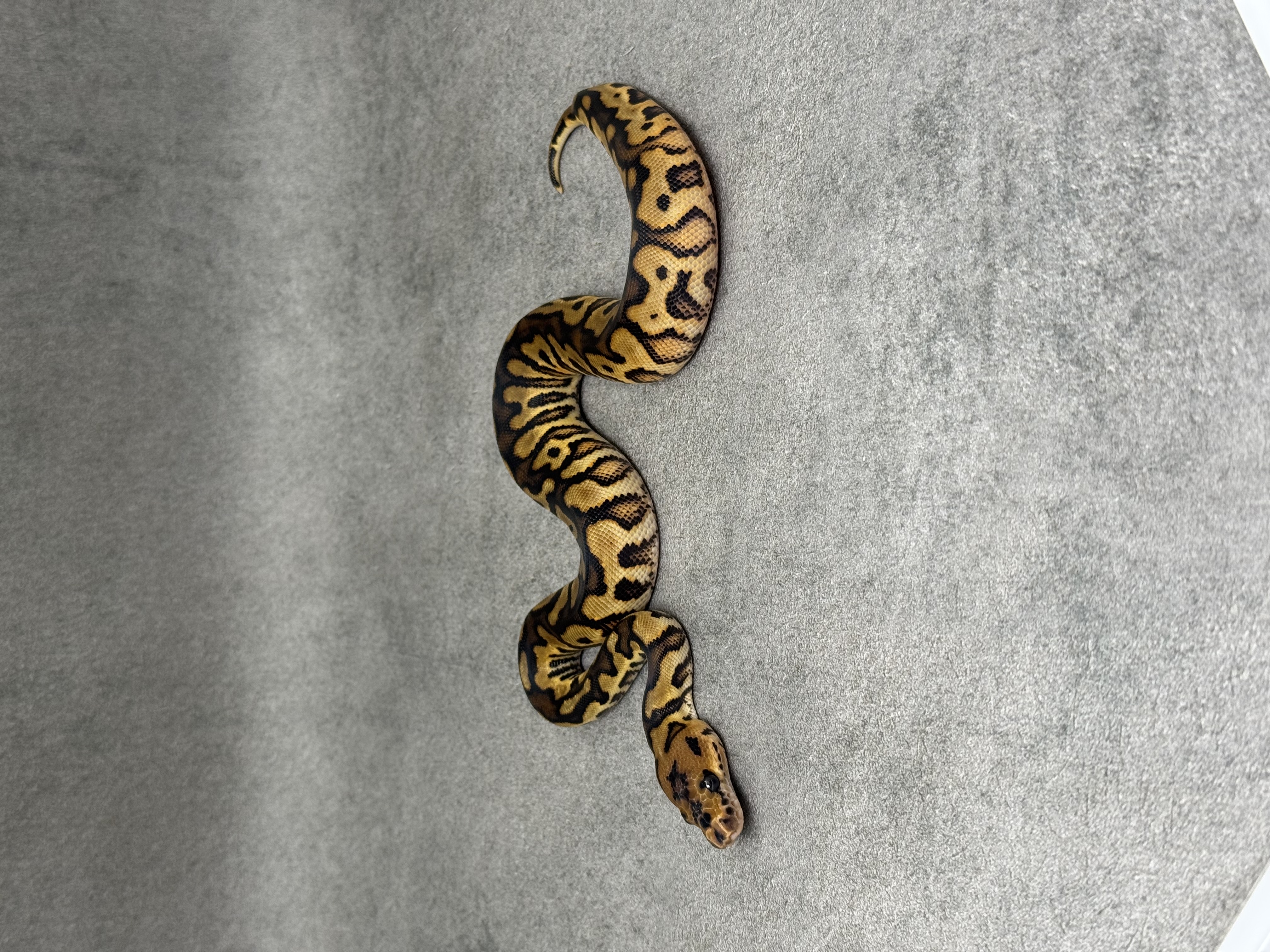 Red Stripe Yellow Belly Clown 5