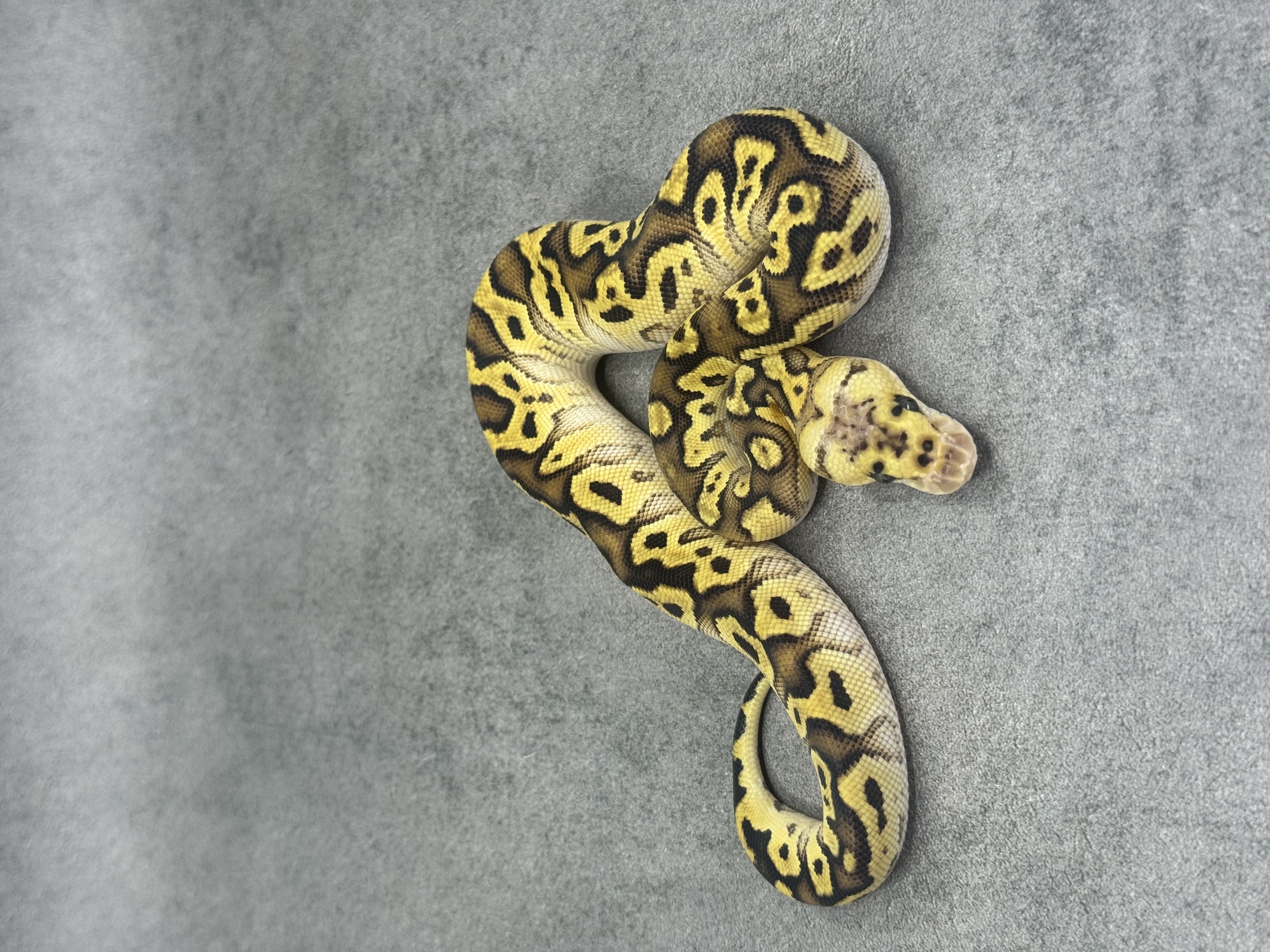 Pastel Enchi Spotnose Clown Poss Fire 2