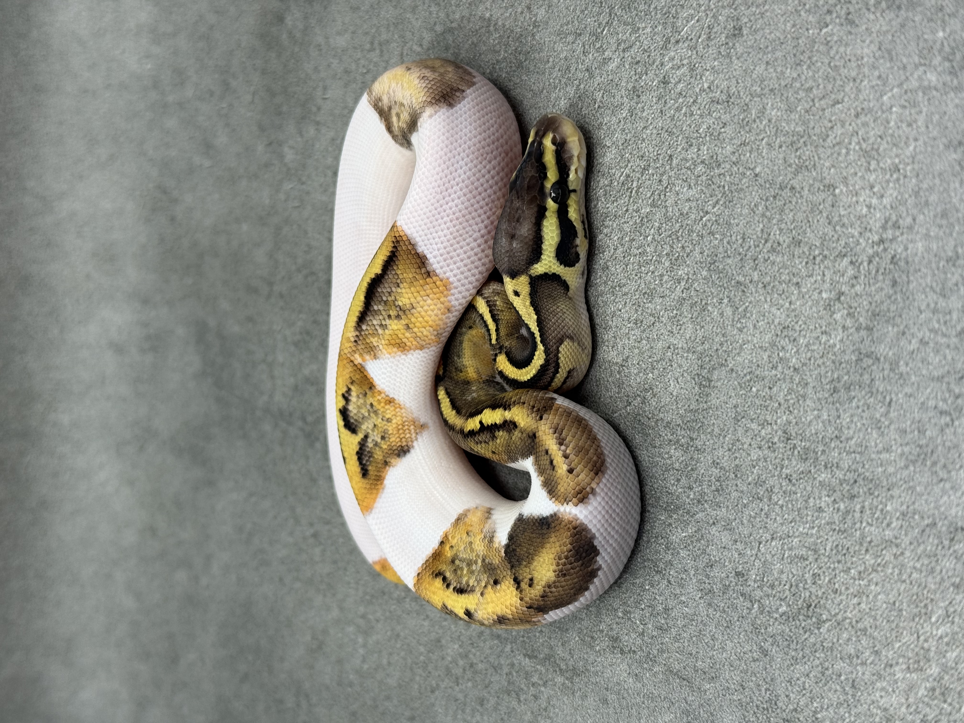 Pastel Panther Piebald