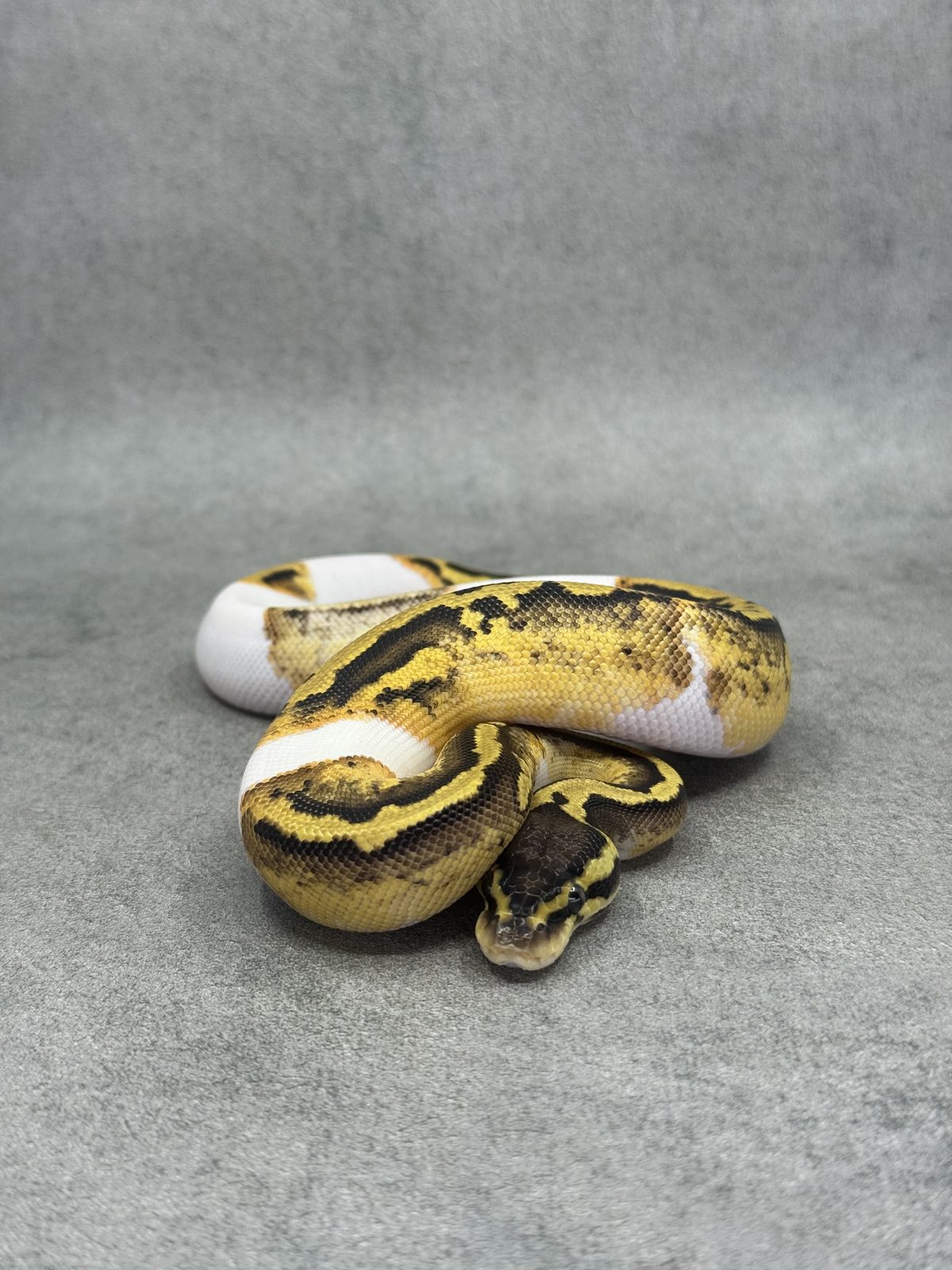 Pastel Panther Piebald 2