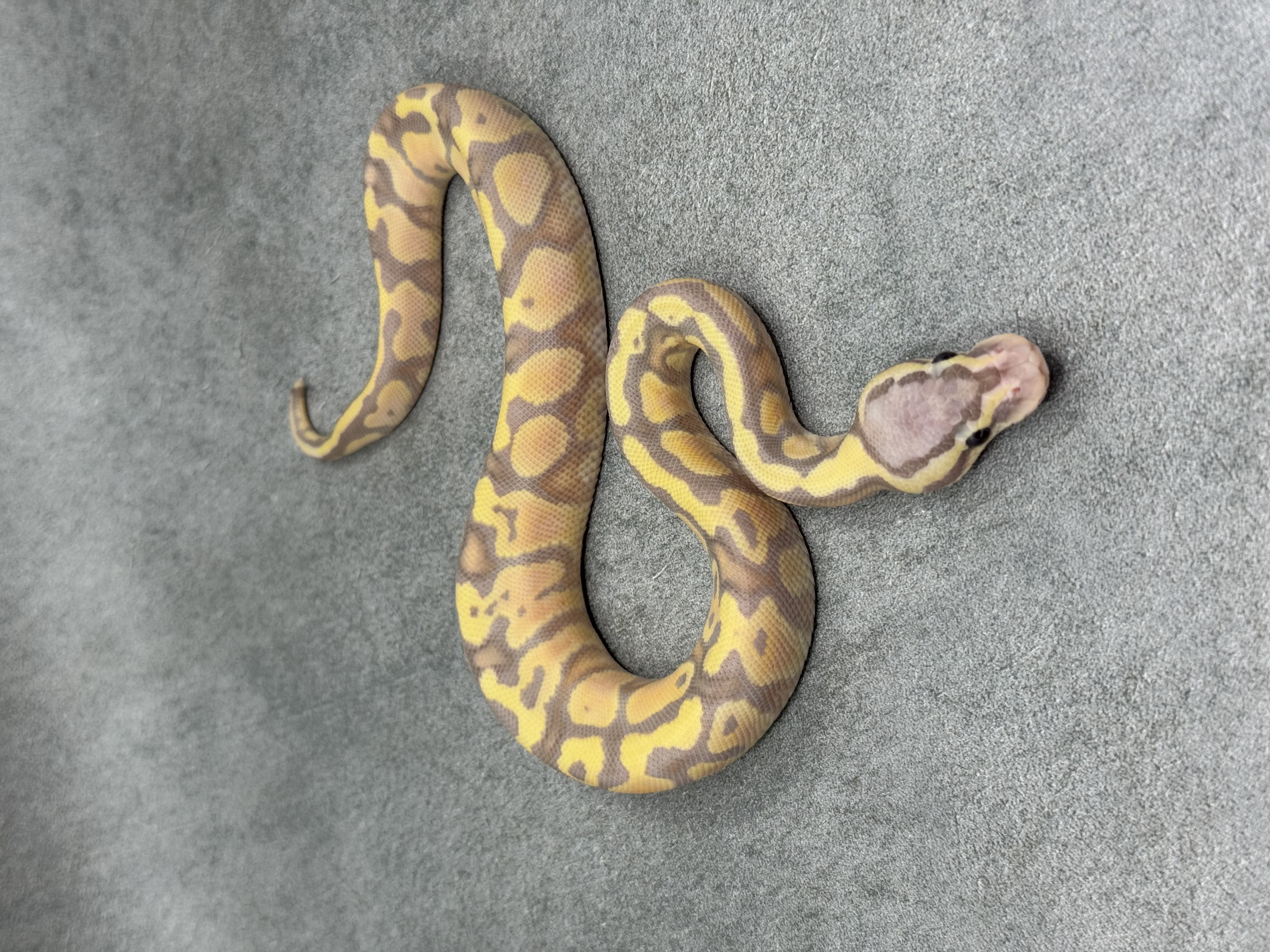 Chocolate Banana Pastel Het Clown 3
