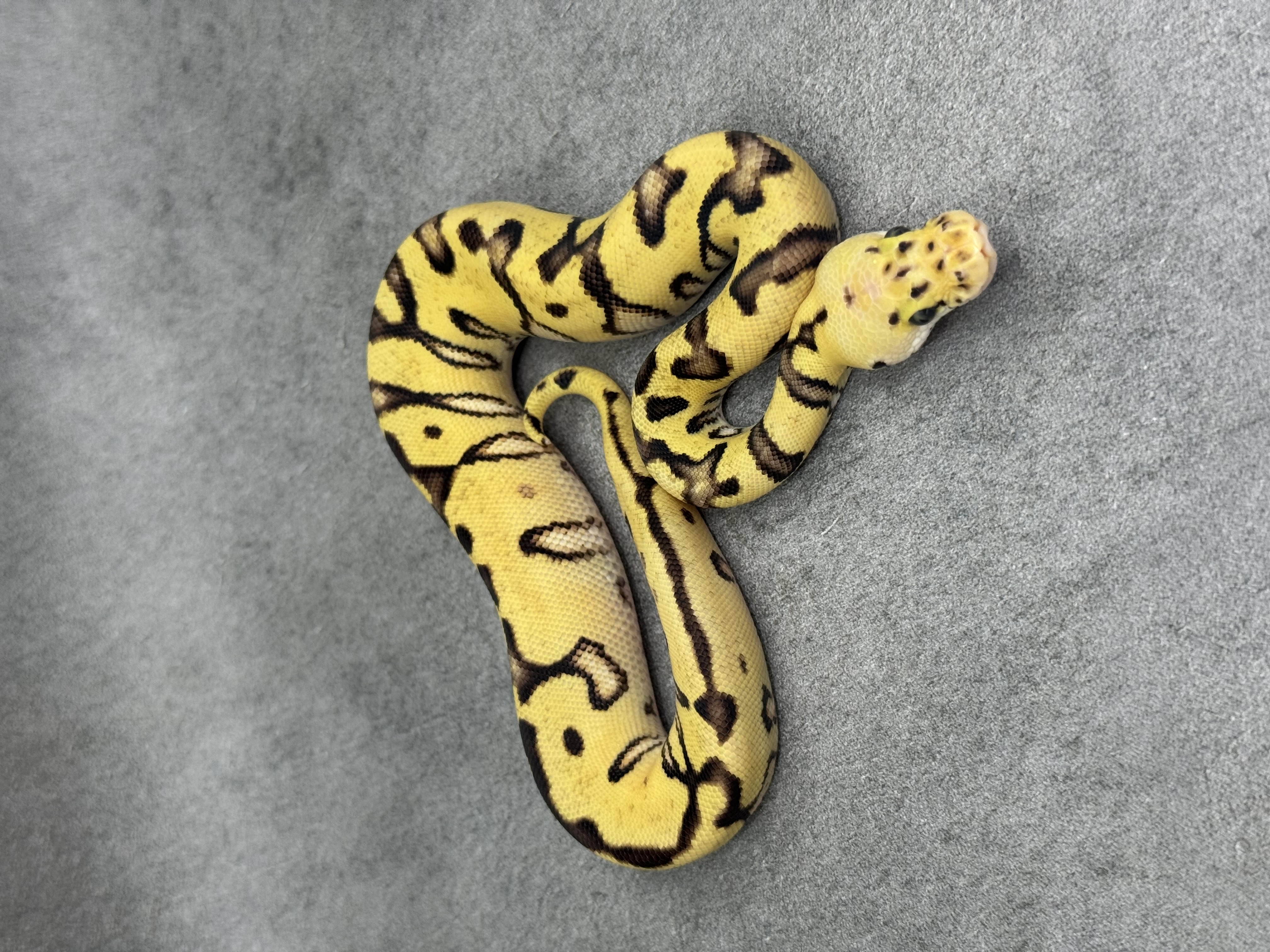 Cypress Enchi Pastel Fire Clown 4