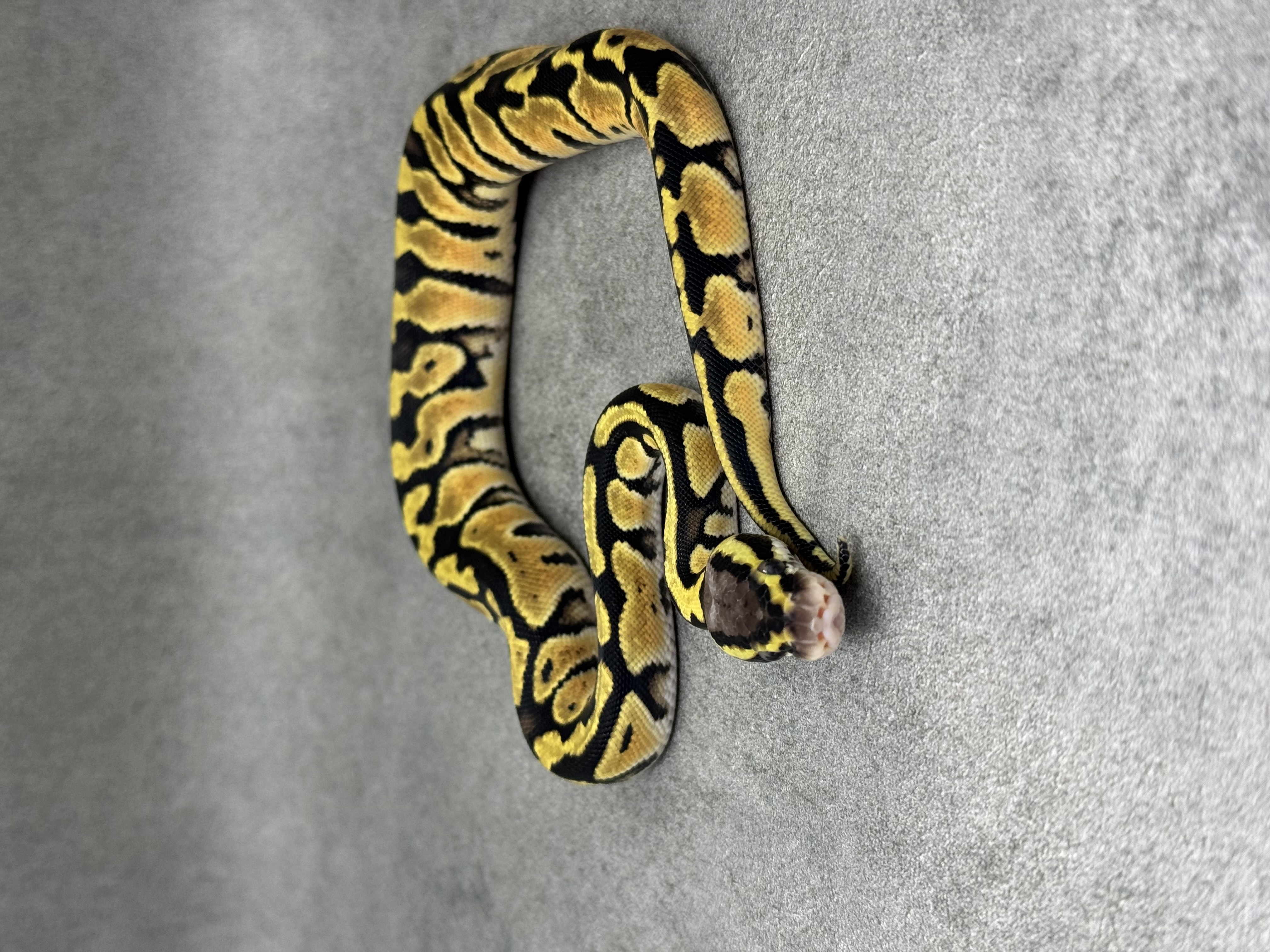 Pastel Het Clown