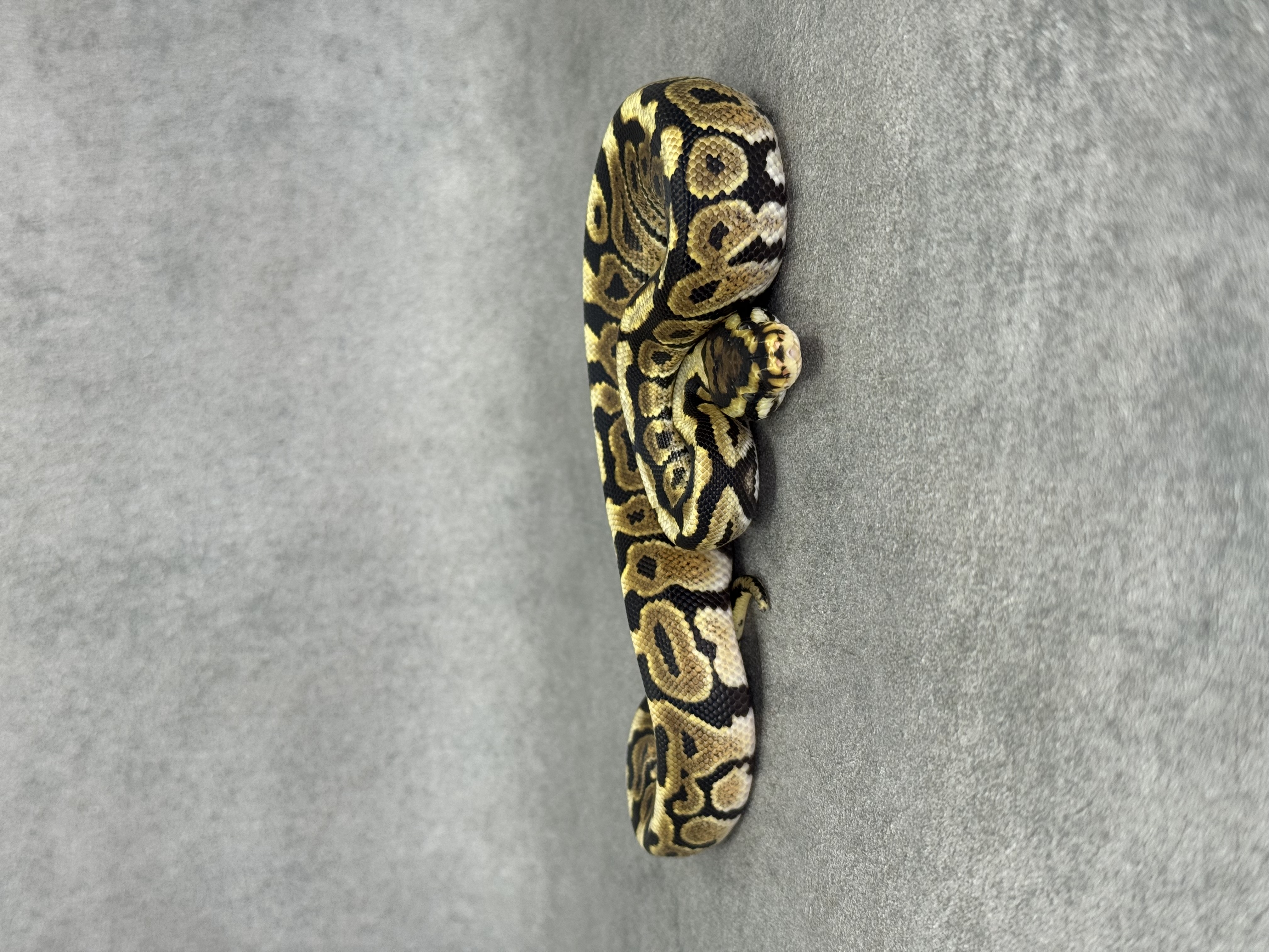 Spotnose Het Clown Het Desert Ghost 4