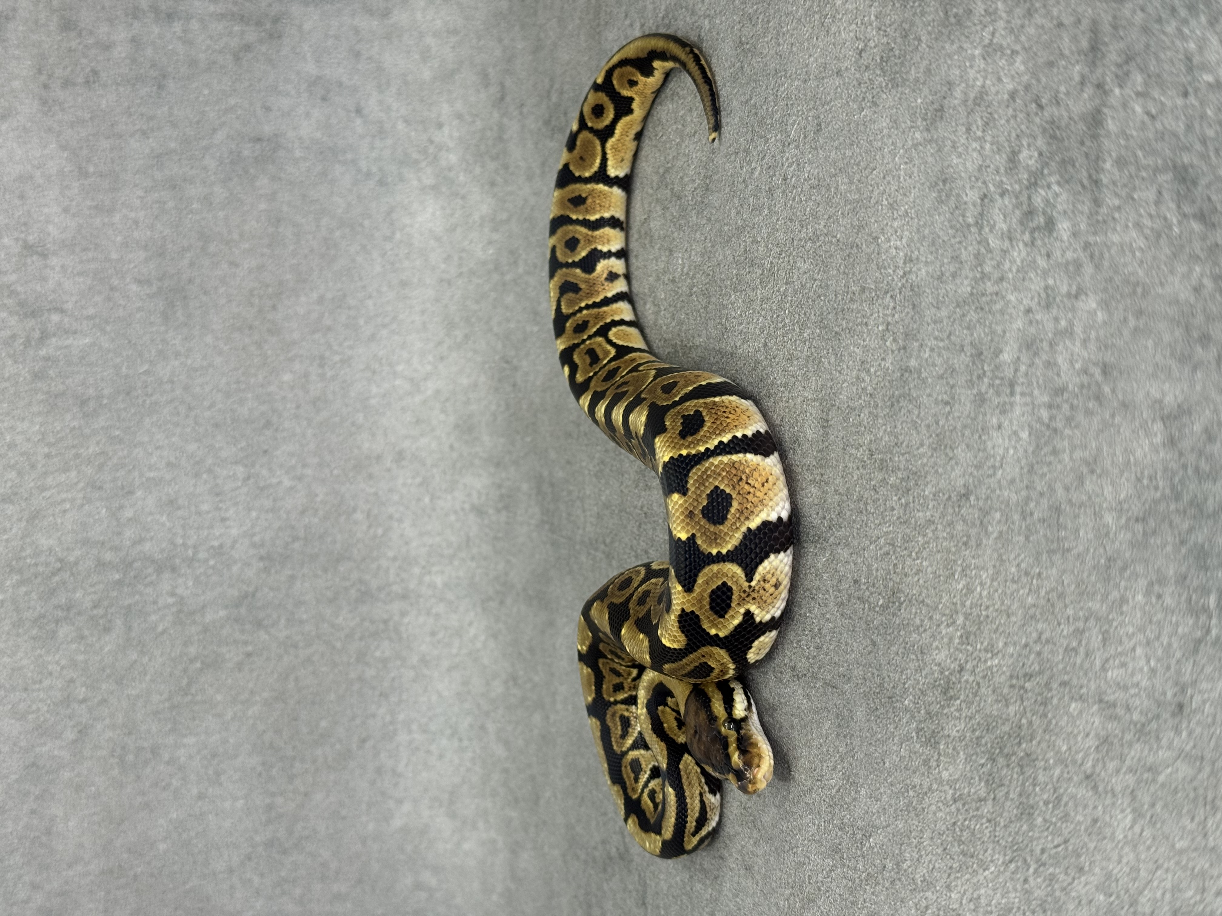 Spotnose Het Clown Het Desert Ghost