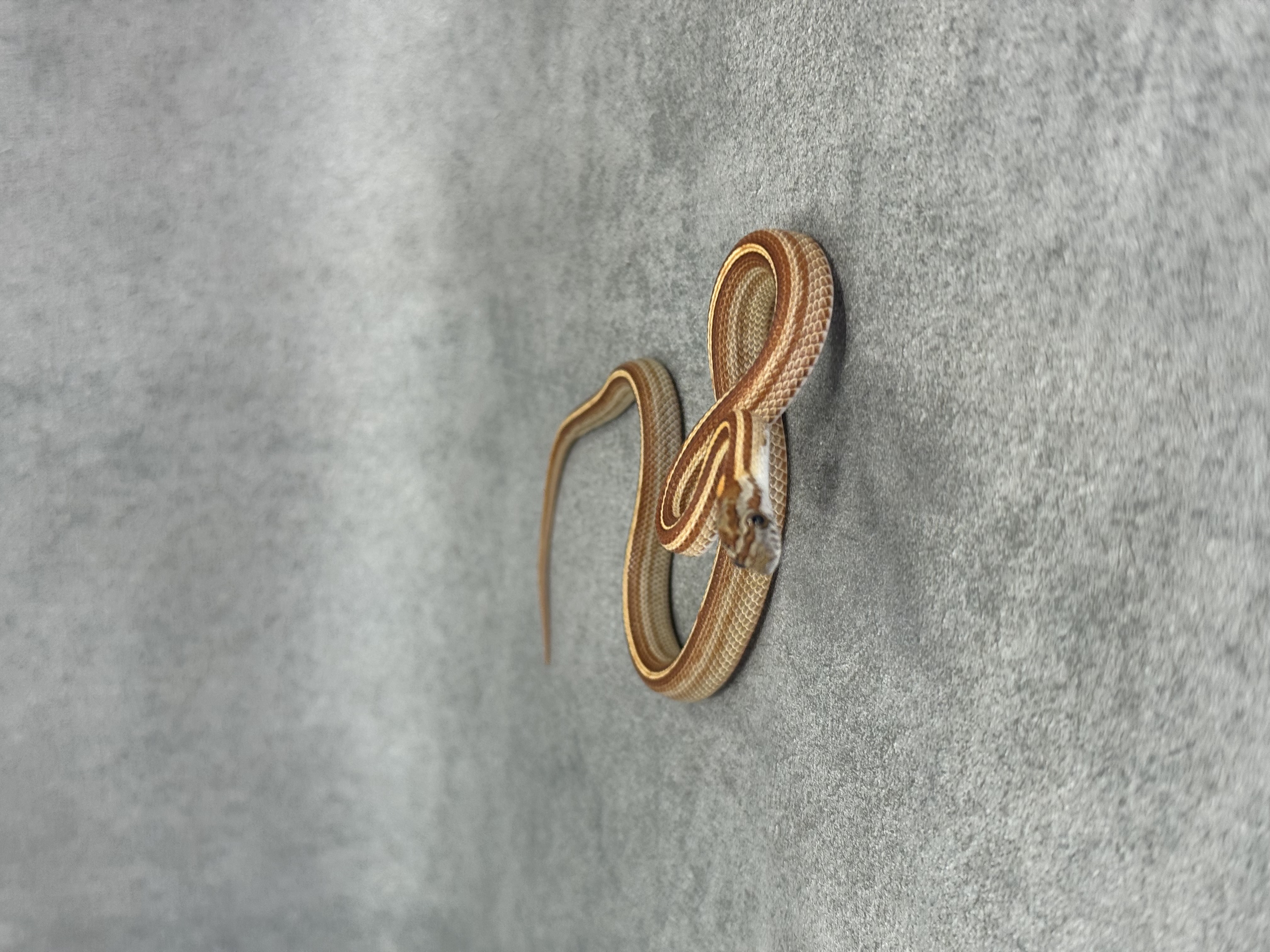 Caramel Tessera Motley/Stripe