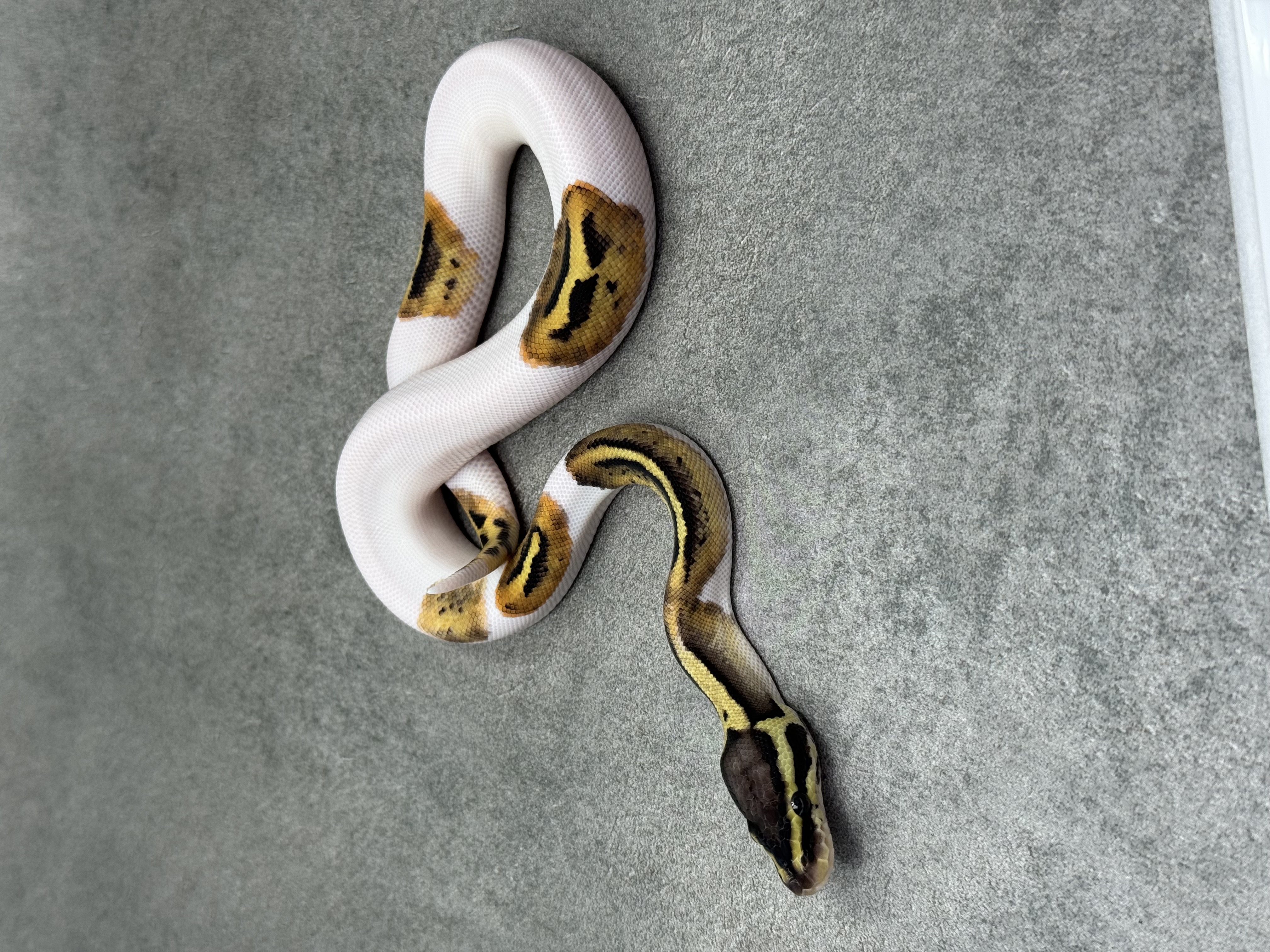 Pastel Leopard Piebald 2