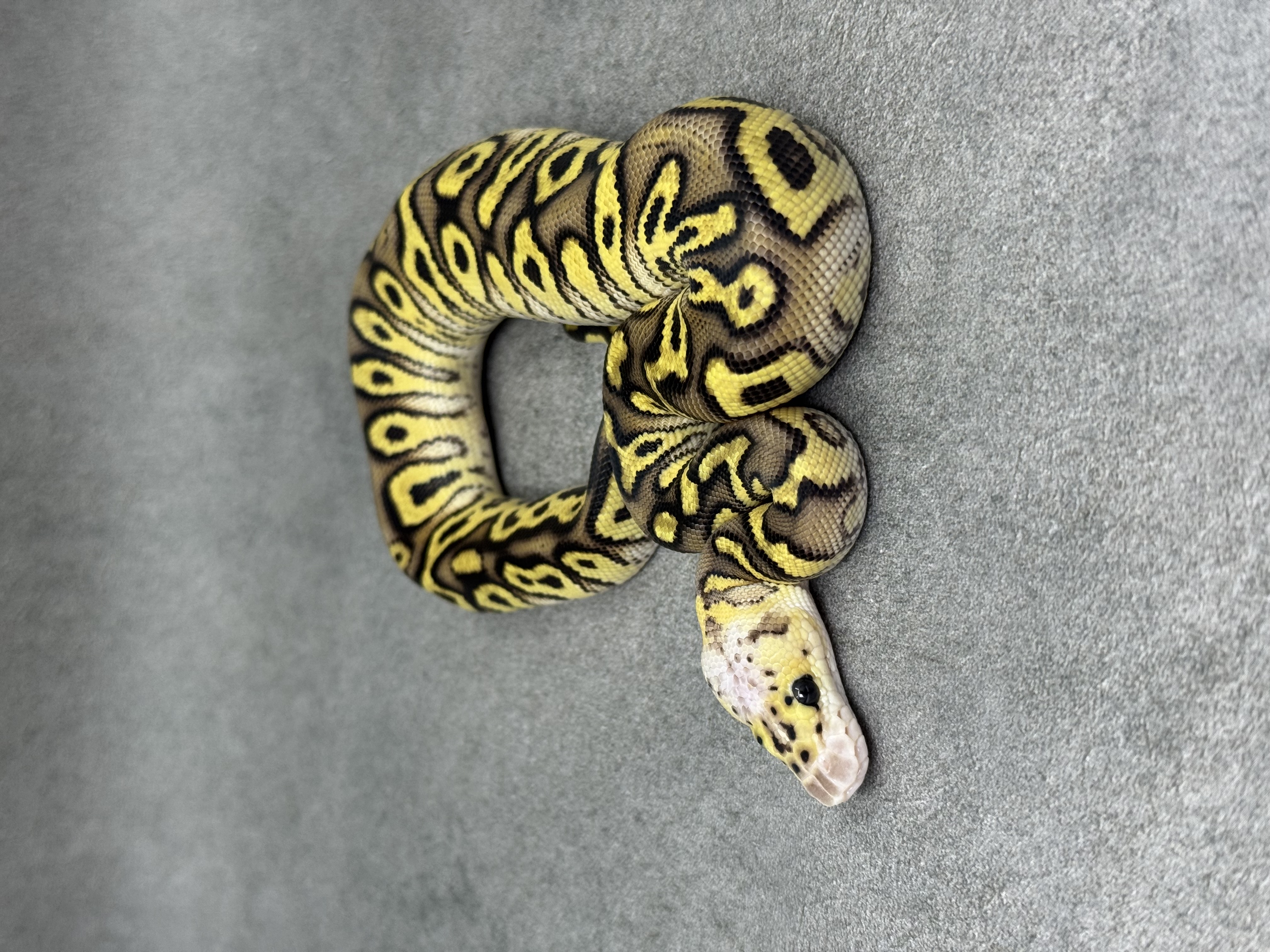 Cypress Pastel Enchi Clown 5