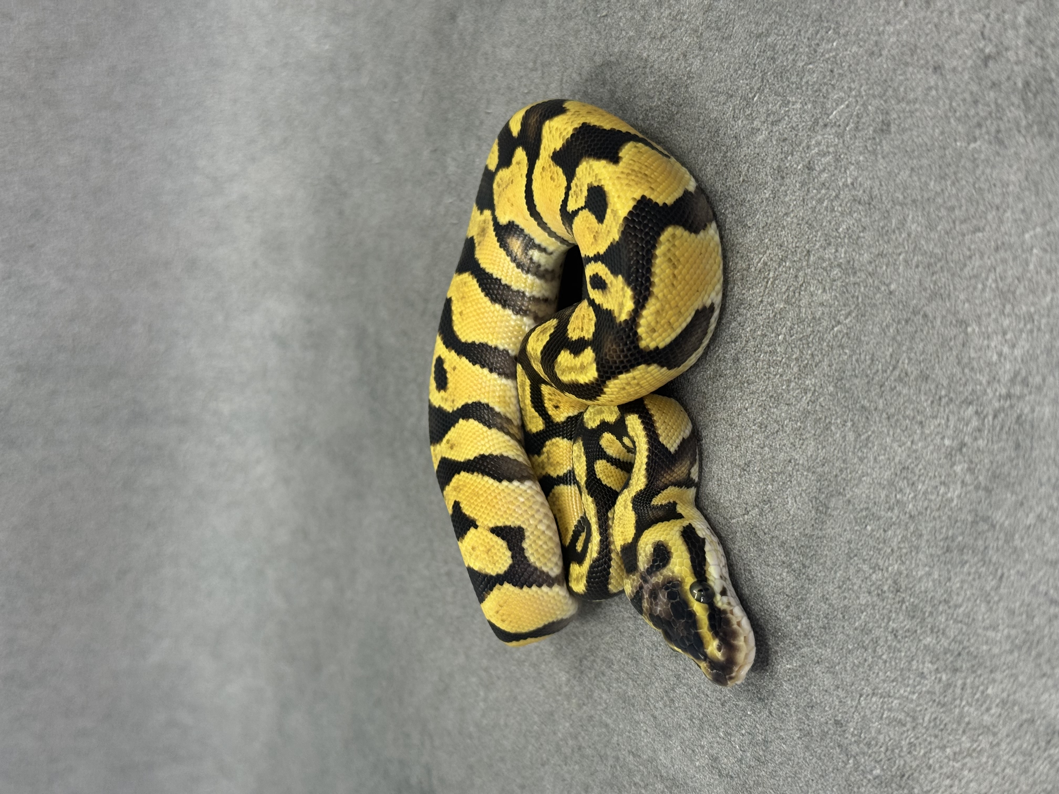 Enchi Orange Dream Het Clown Het Desert Ghost 3