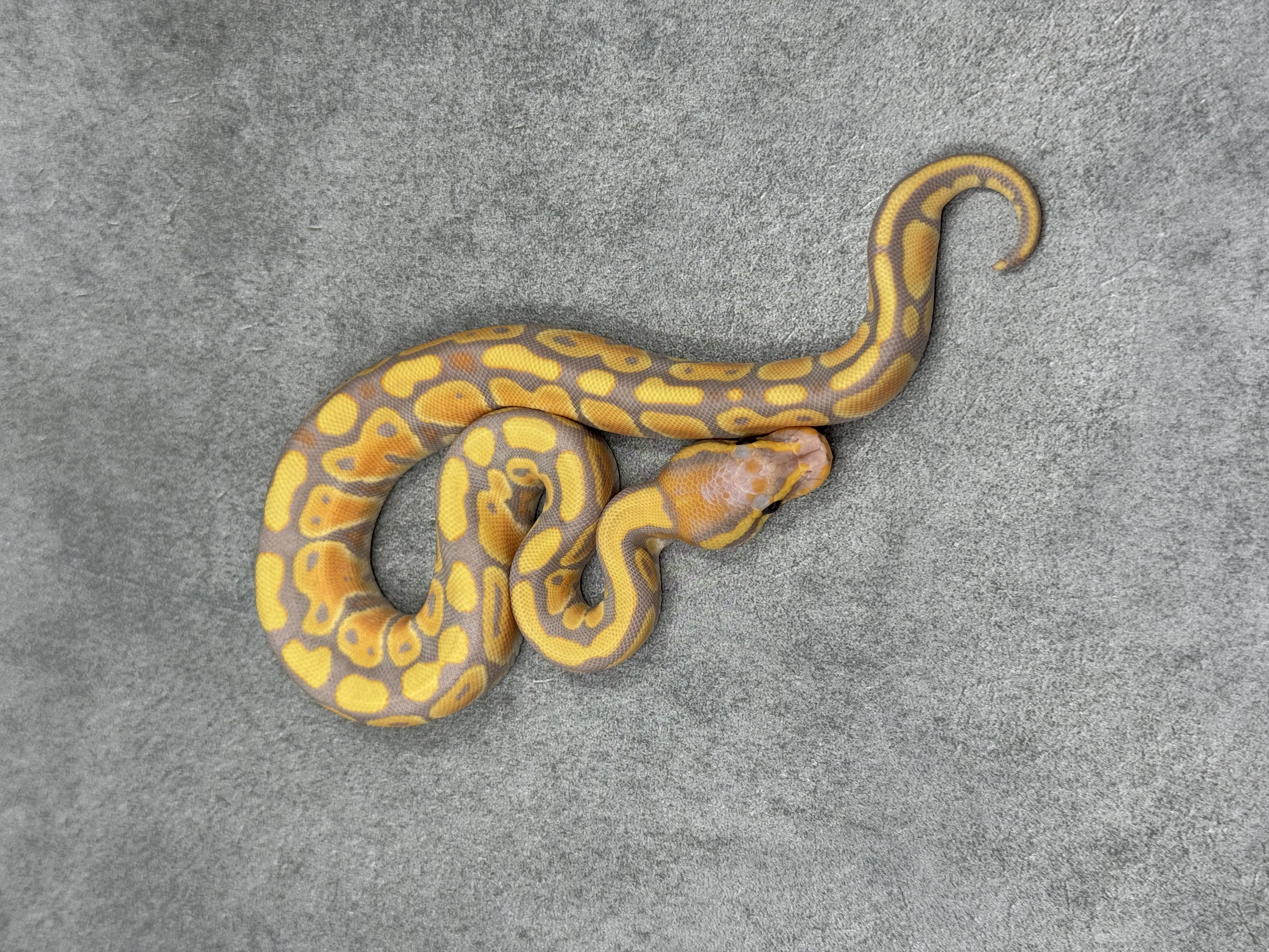 Banana Het Clown 2