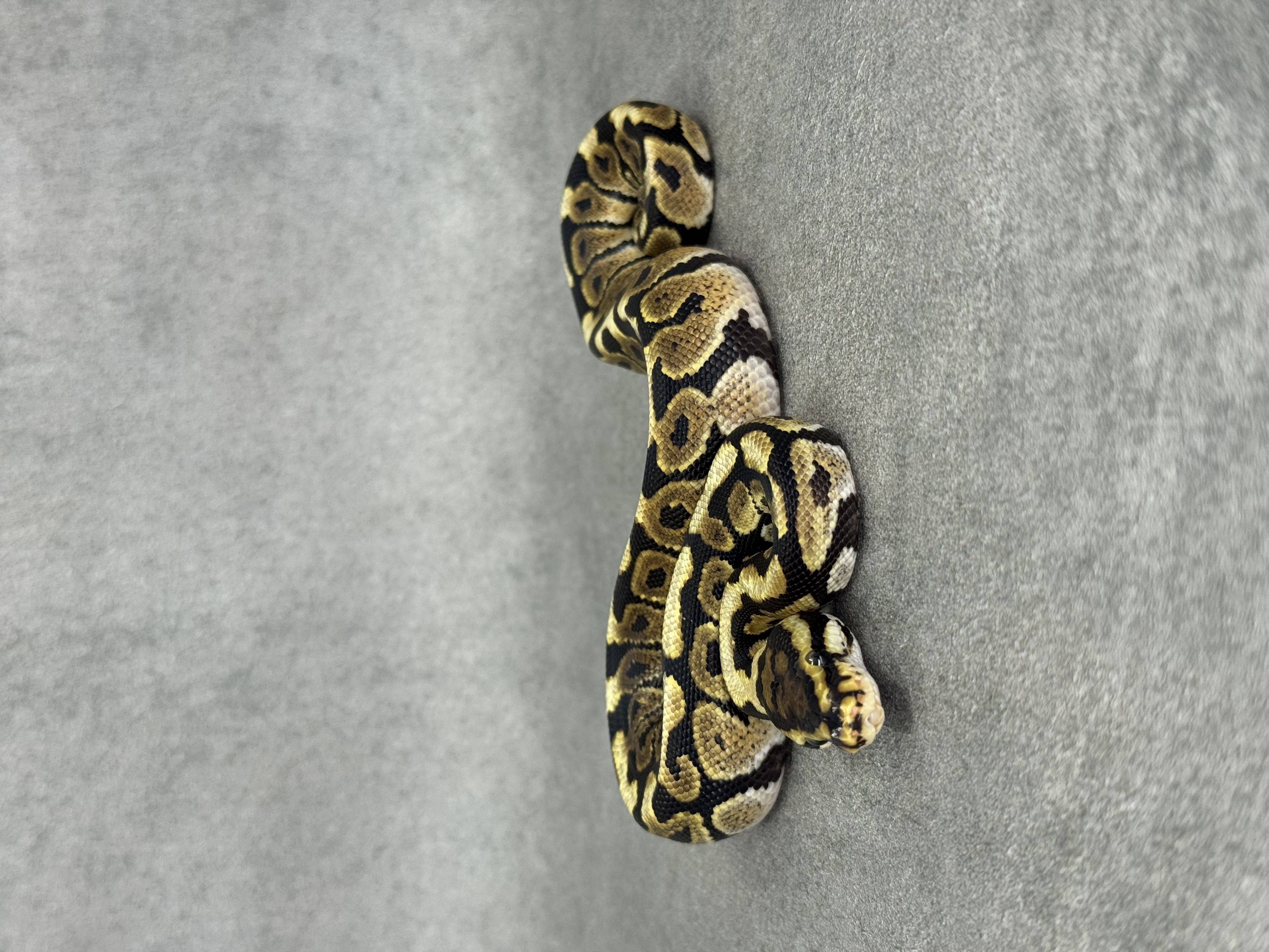 Spotnose Het Clown Het Desert Ghost 2