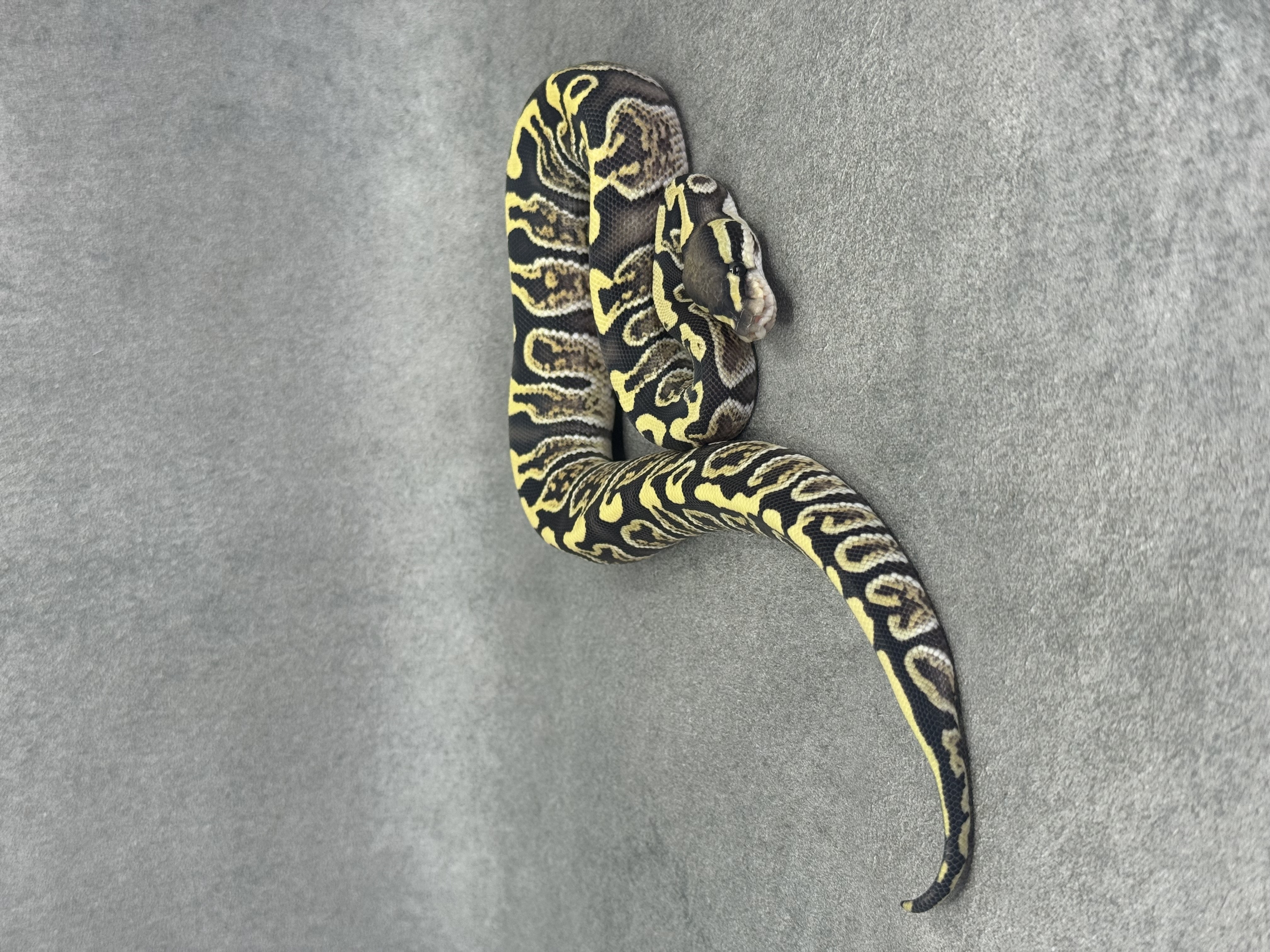 Ghi Desert Ghost 3