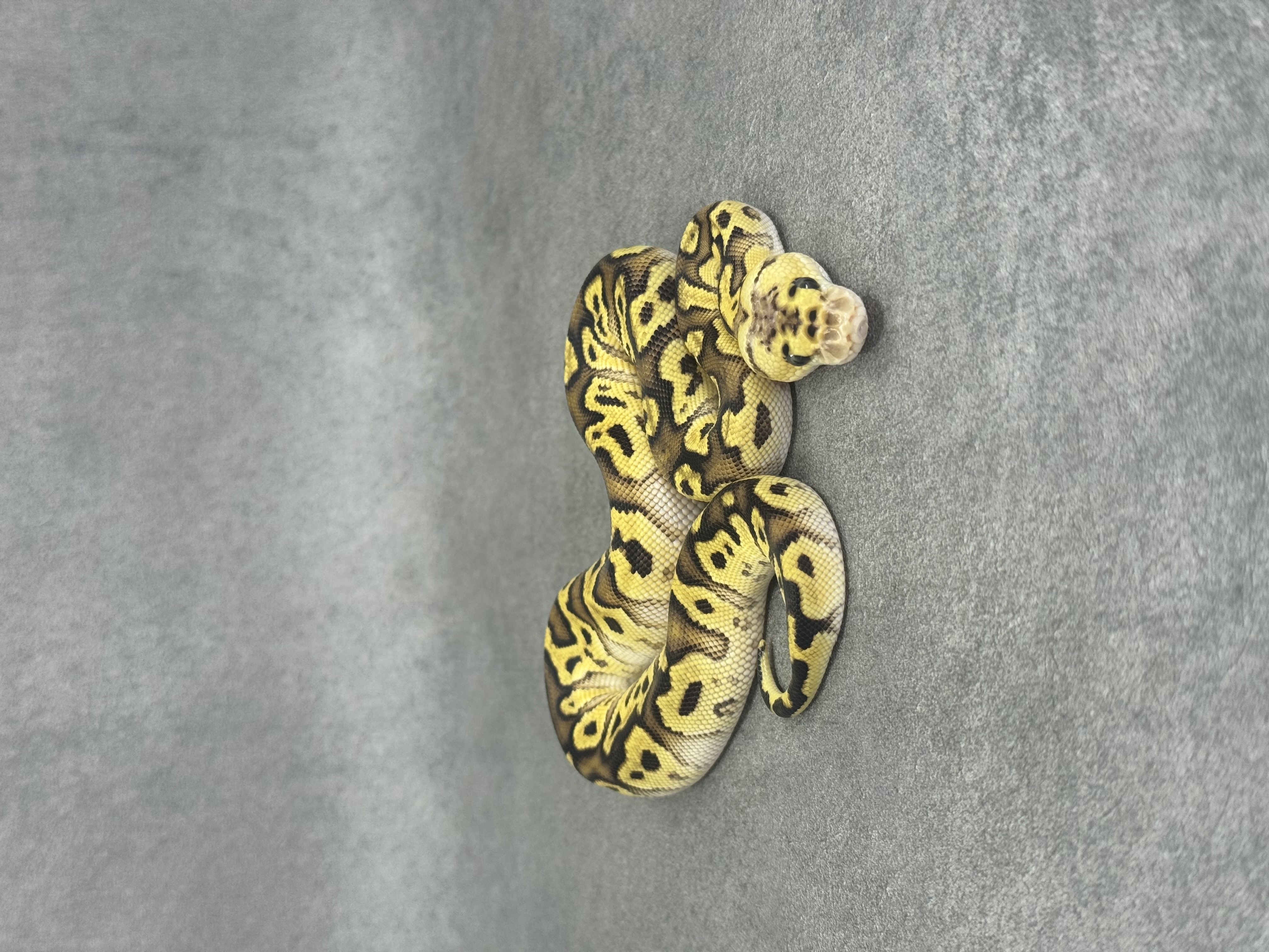 Pastel Enchi Spotnose Clown Poss Fire 4