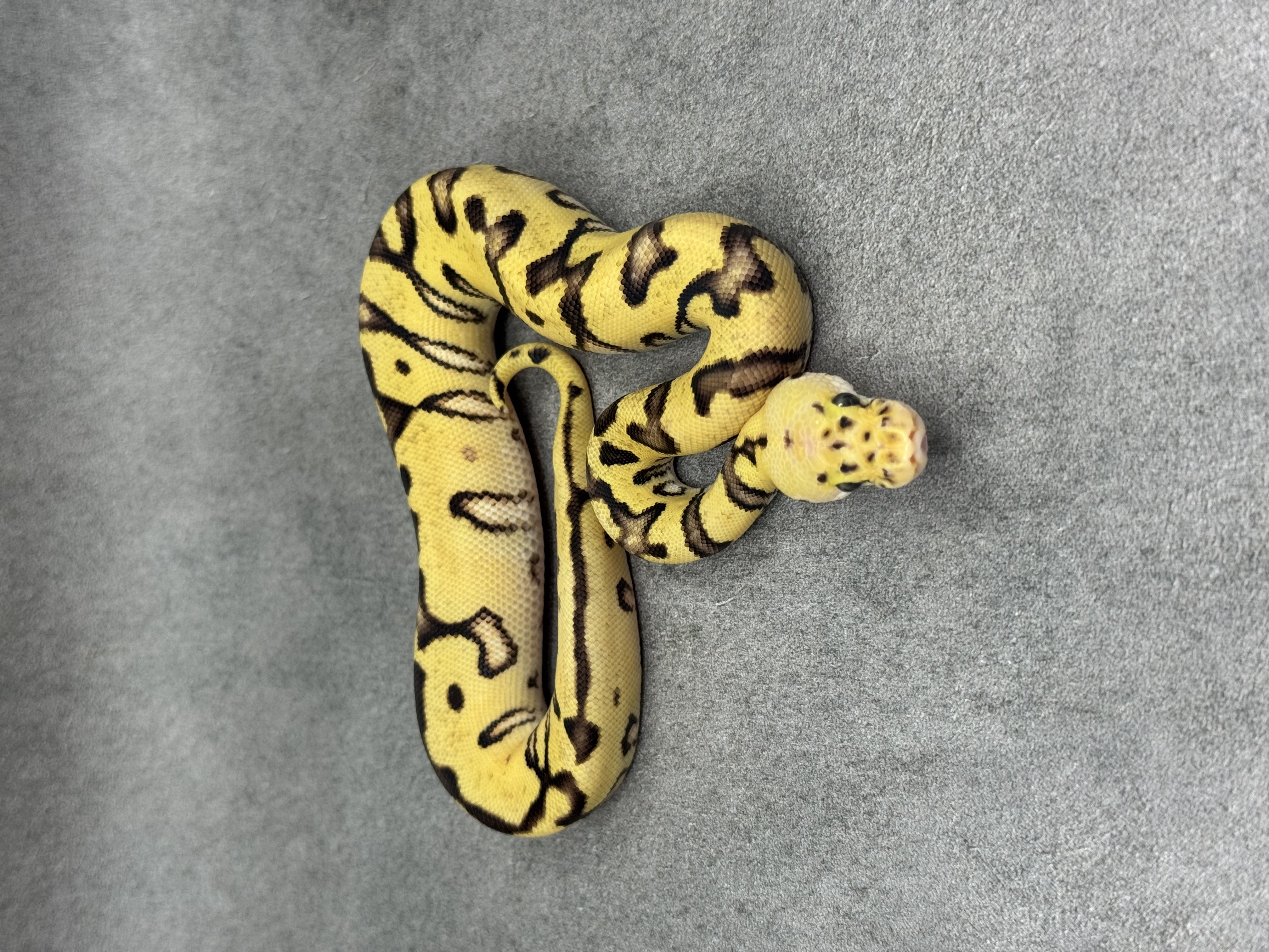 Cypress Enchi Pastel Fire Clown 2