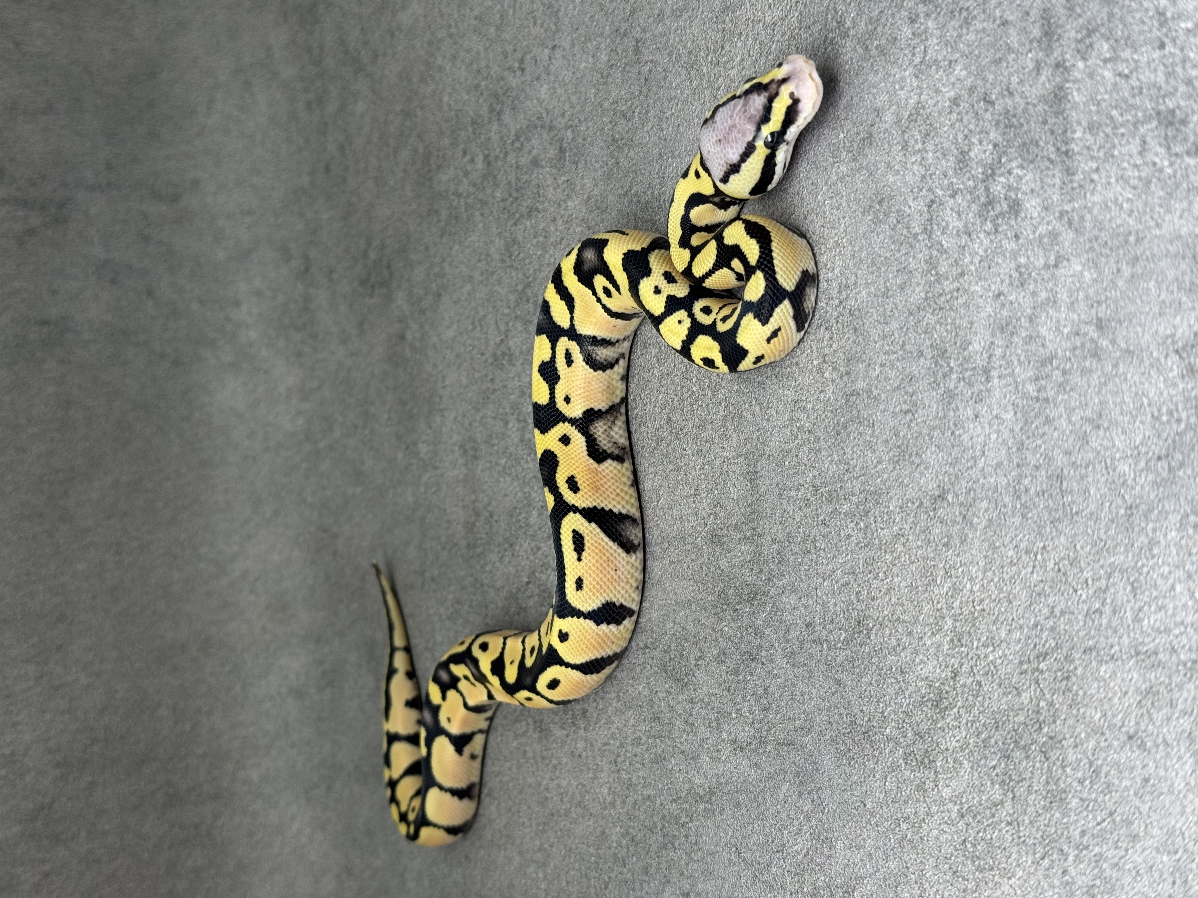 Pastel Desert Ghost Het Clown