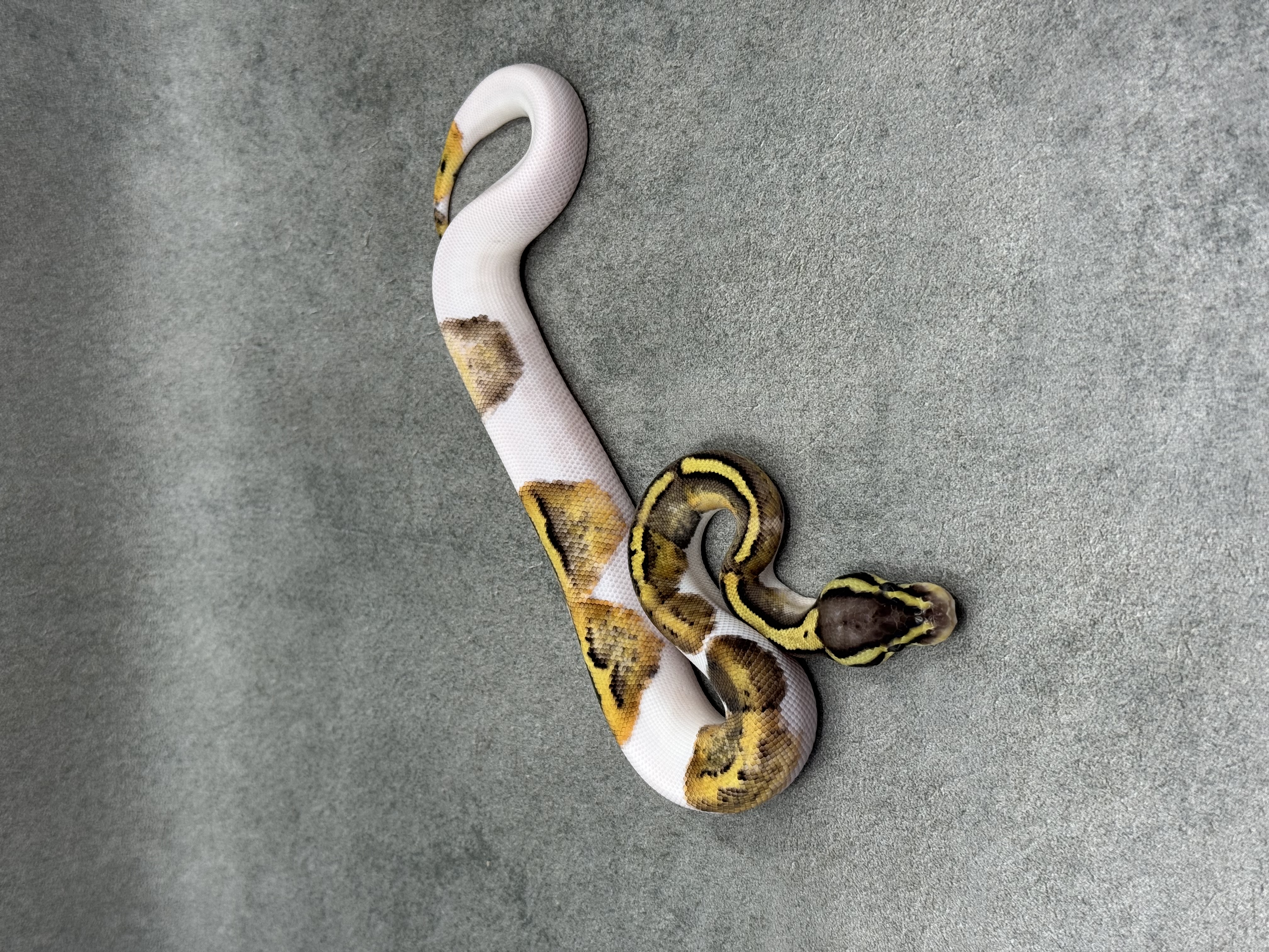 Pastel Panther Piebald 3