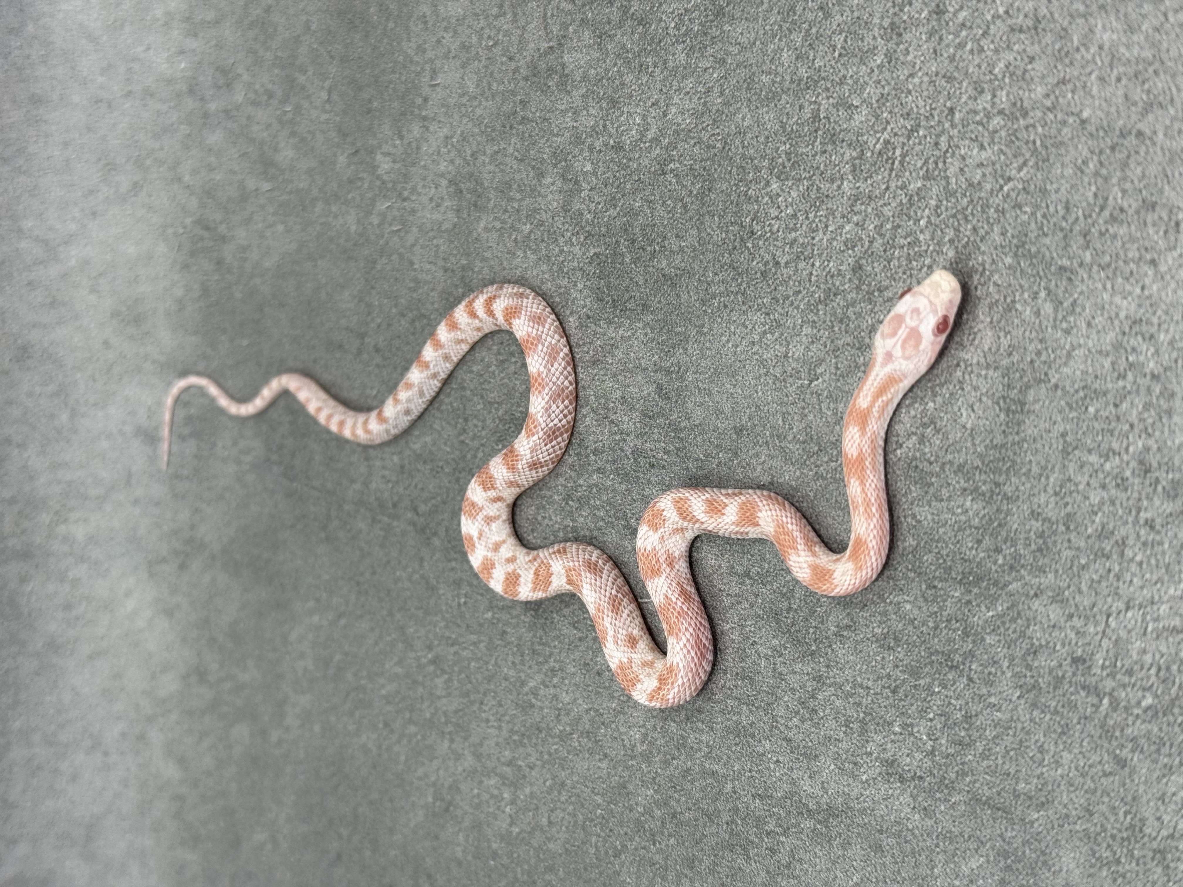 Pepermint Het Dilute Motley 3