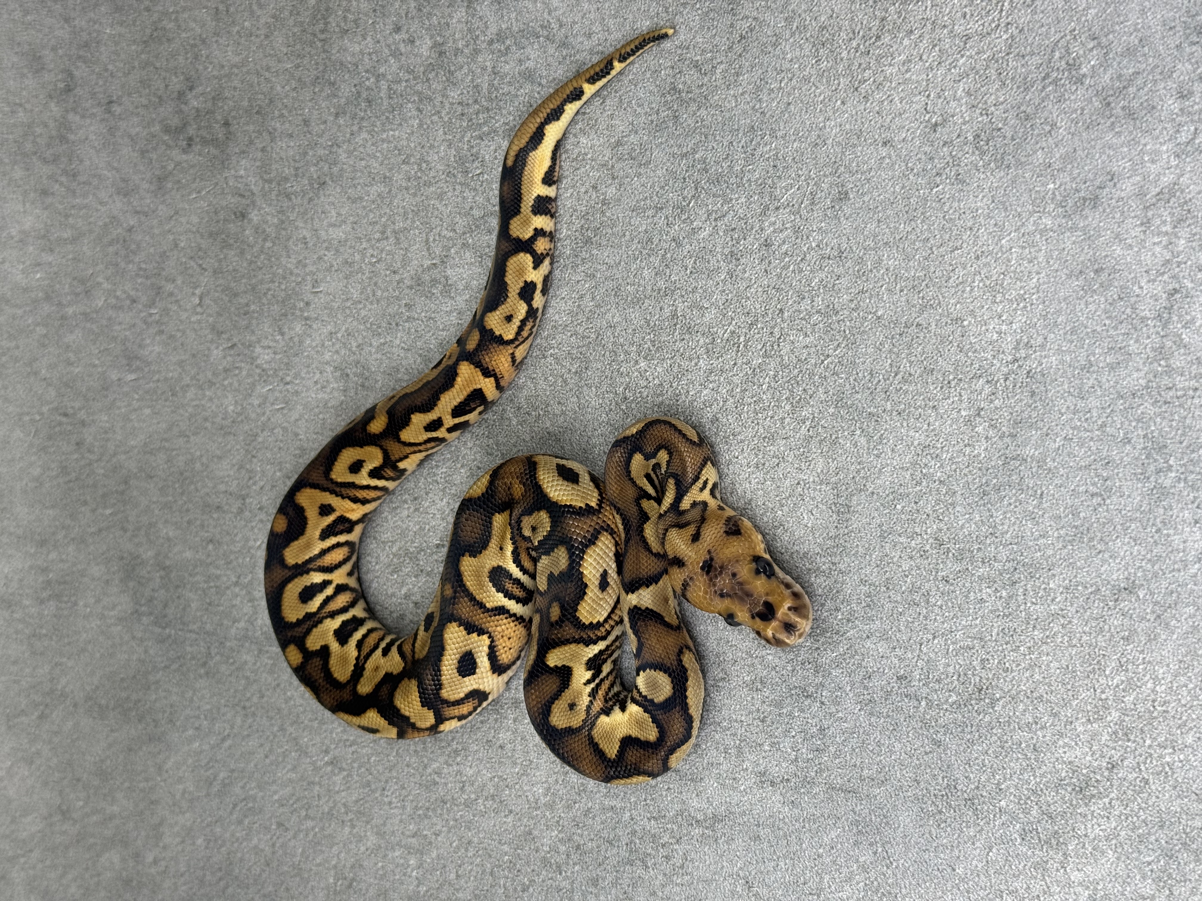 Black Pastel Yellow Belly Clown 3