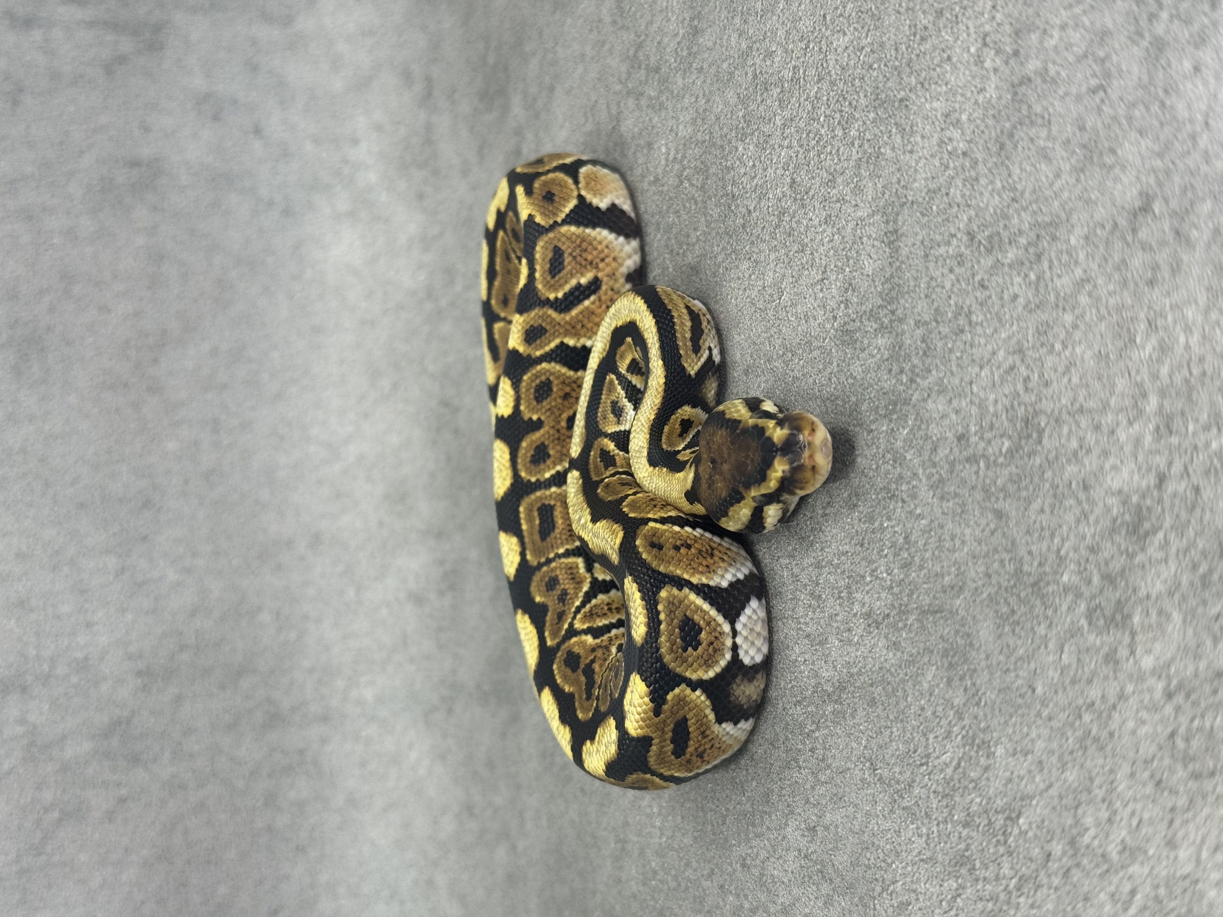Spotnose Het Clown Het Desert Ghost