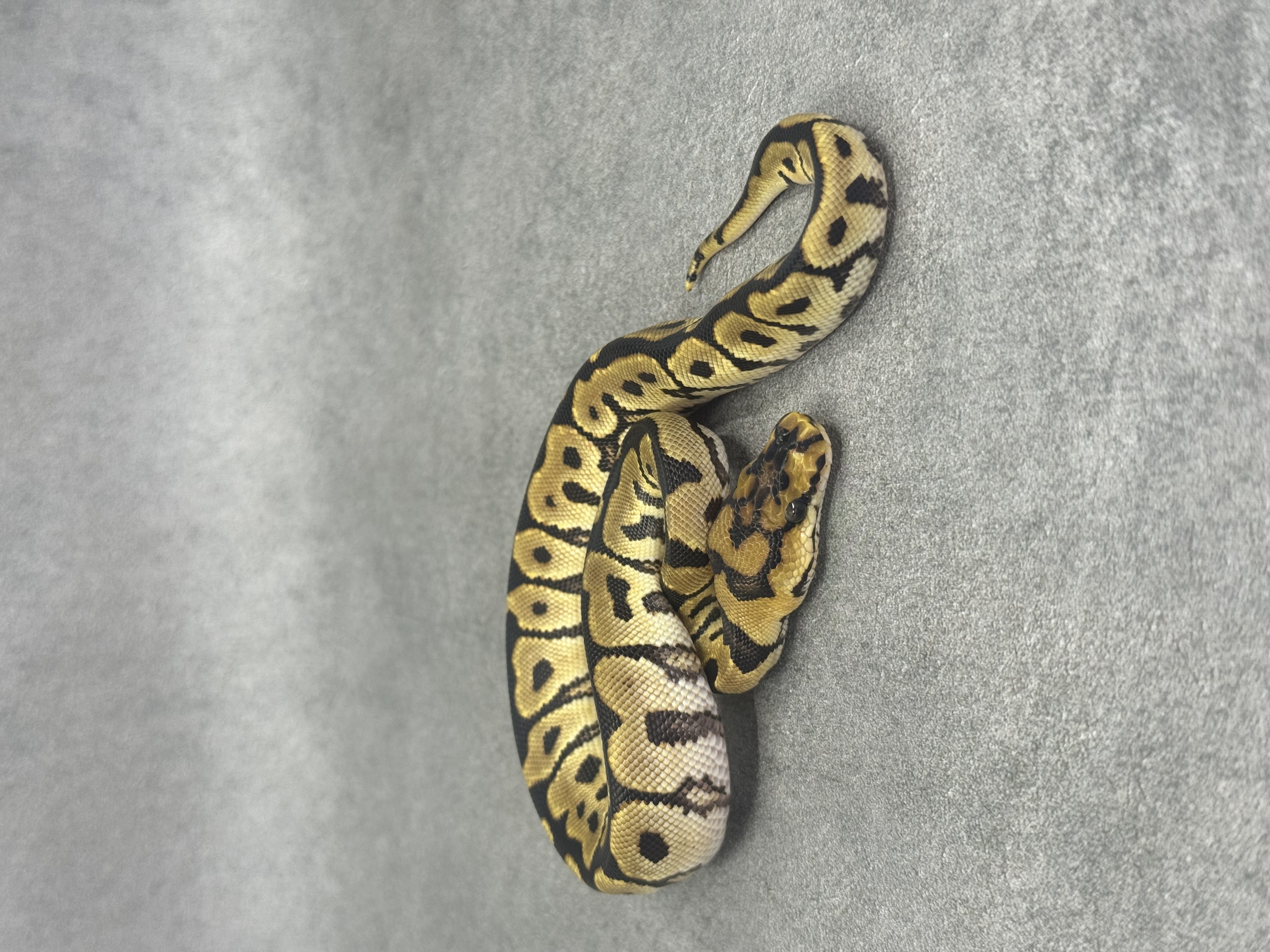 Spotnose Enchi Clown