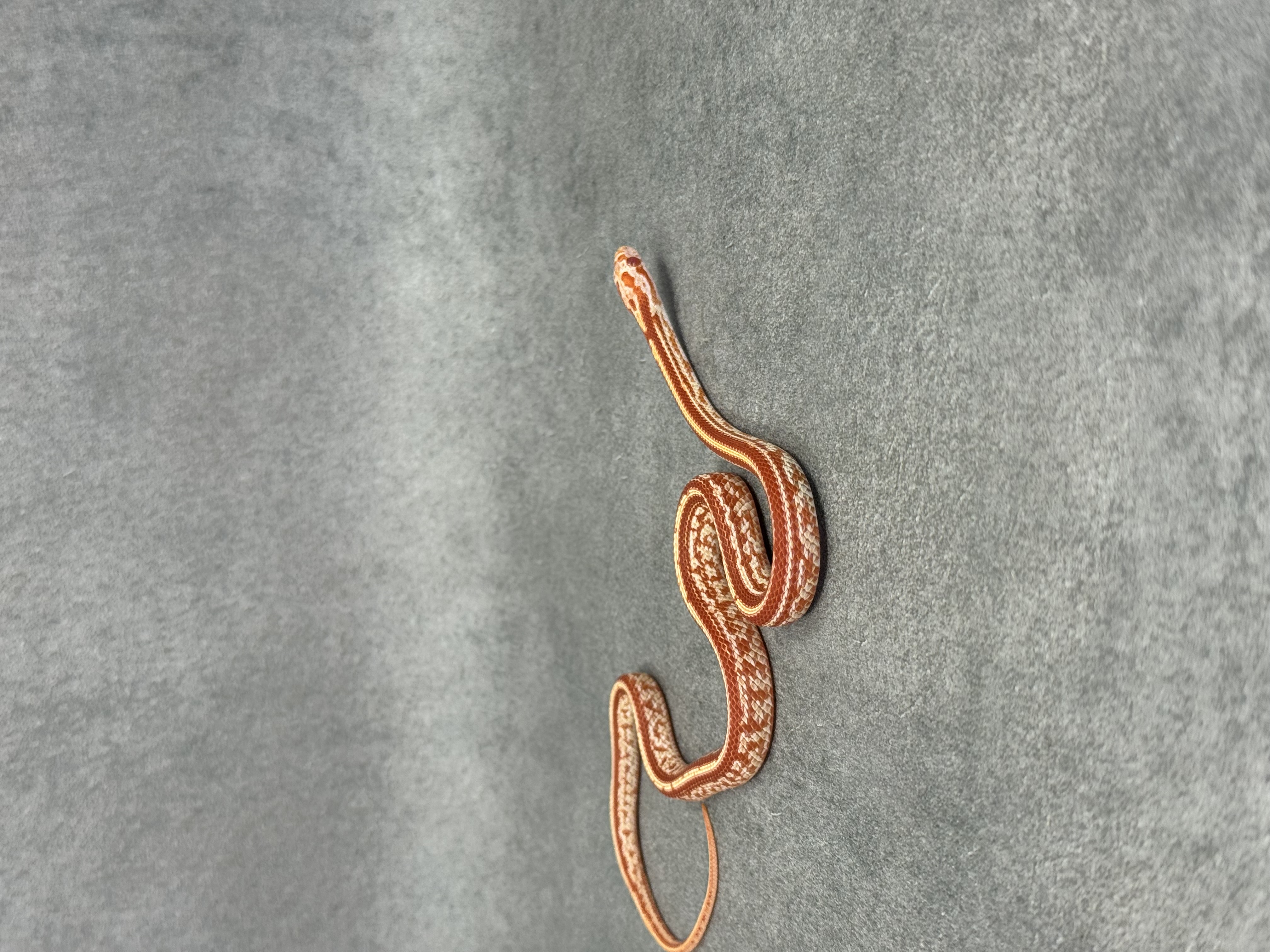Amel Tessera