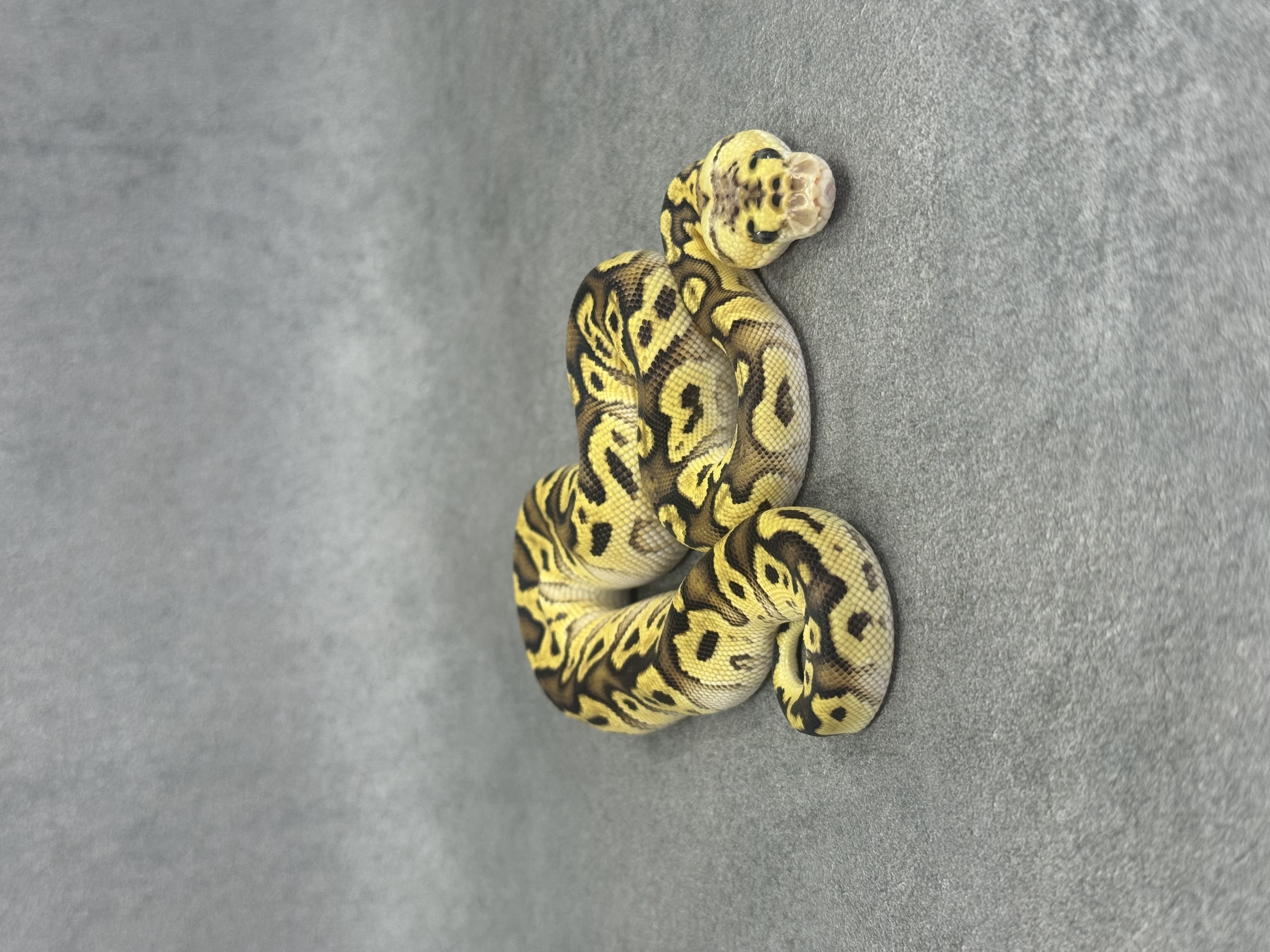 Pastel Enchi Spotnose Clown Poss Fire