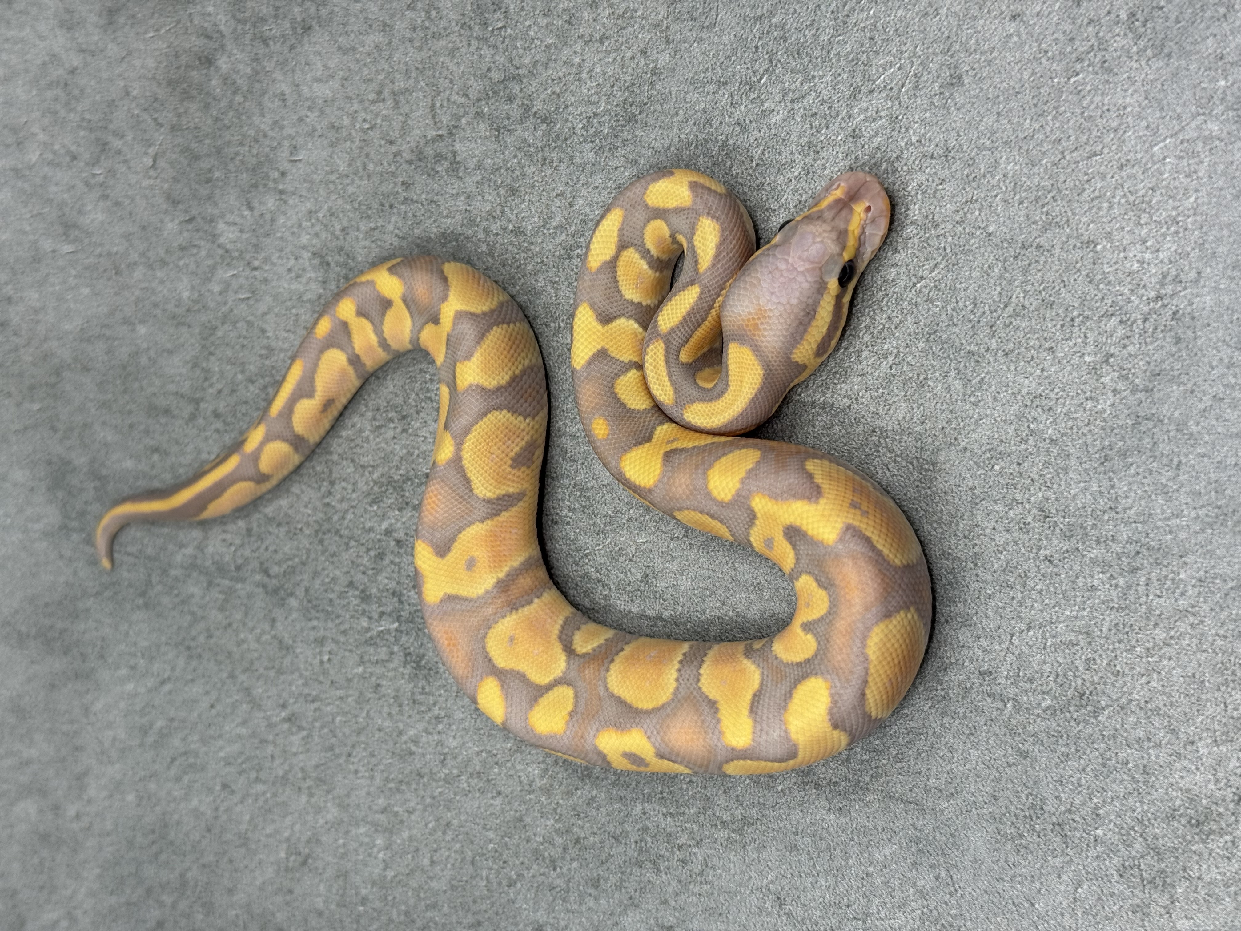 Chocolate Banana Het Clown 4