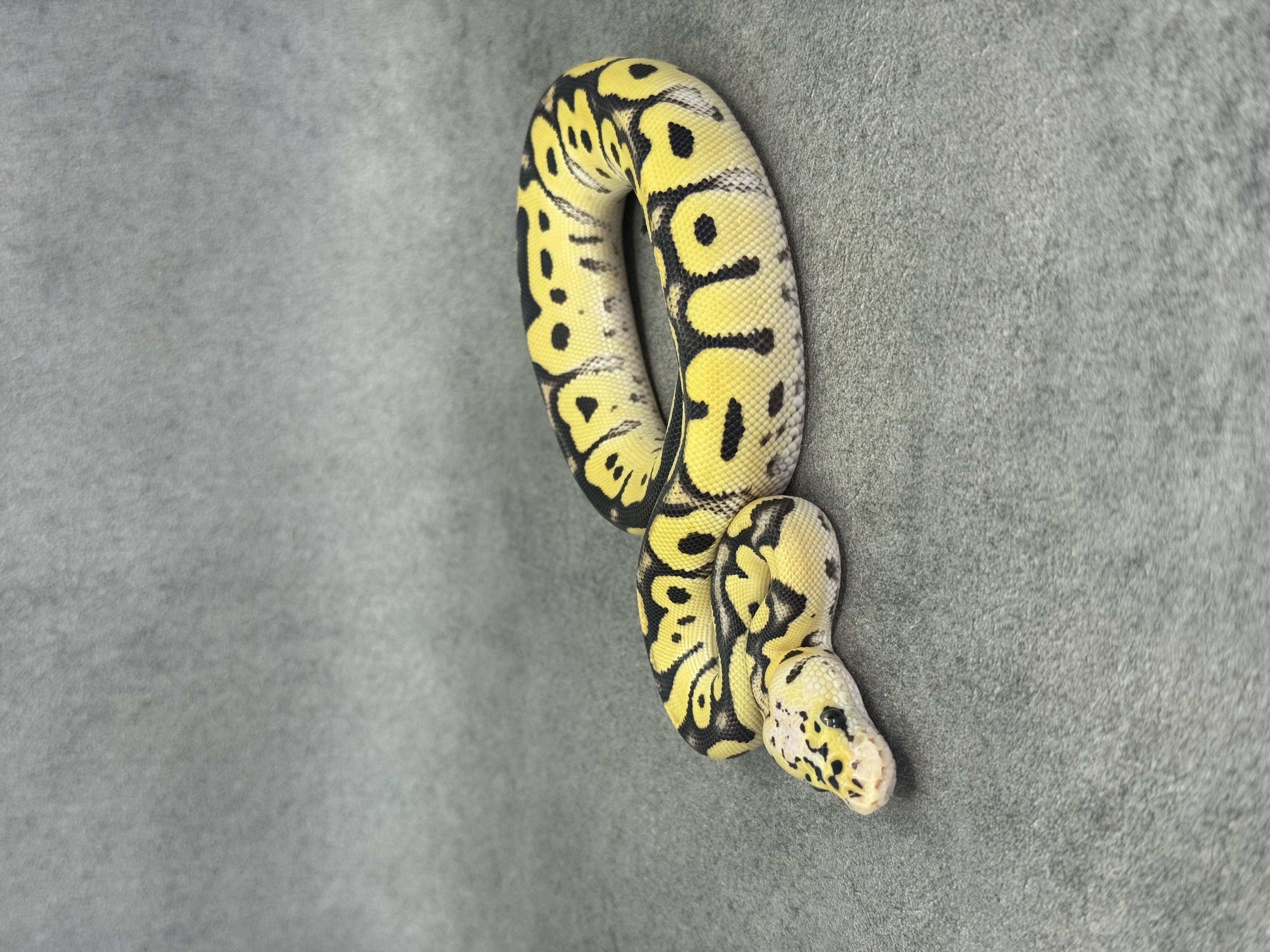 Pastel Desert Ghost Clown