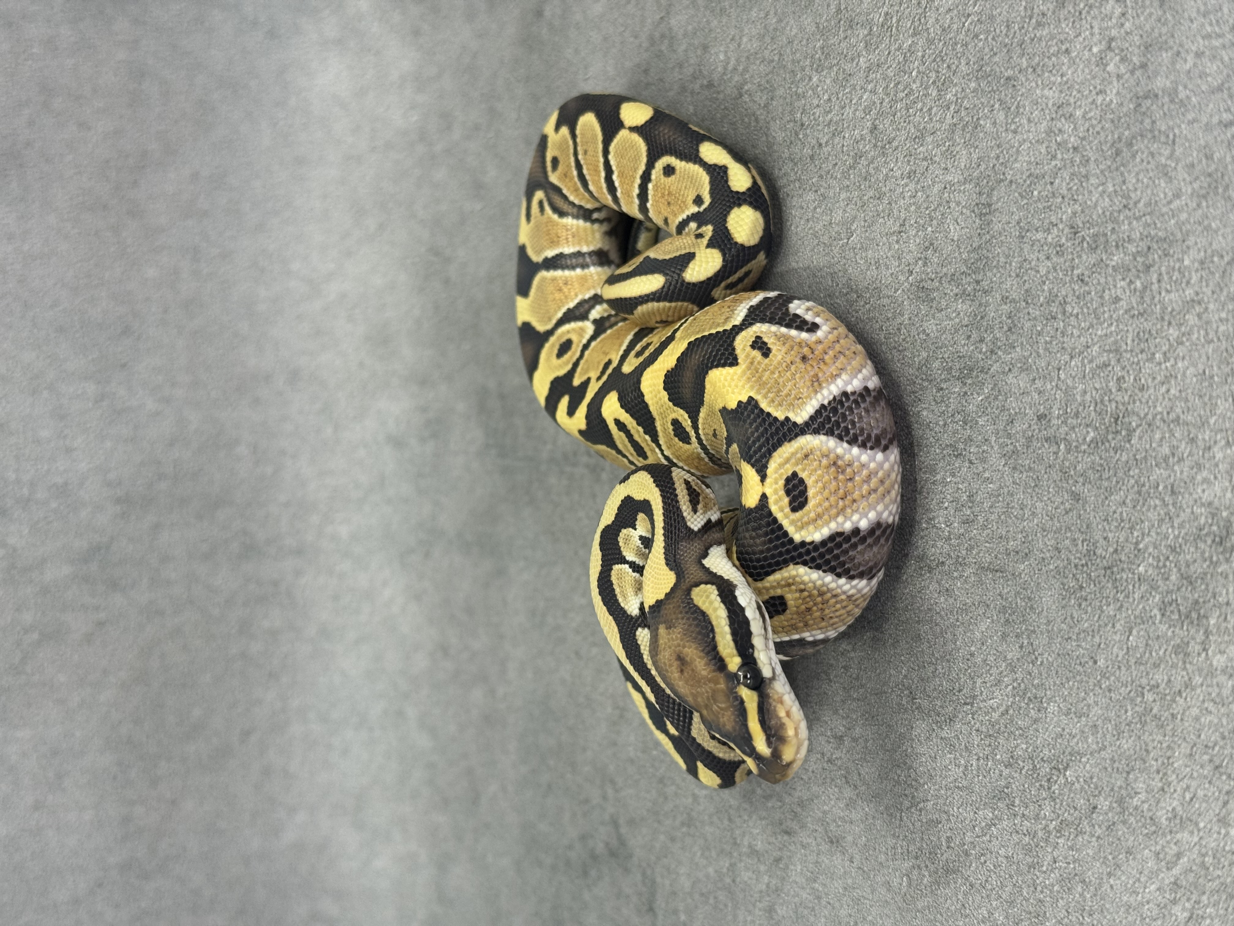 Special Desert Ghost 50% Het Piebald 4