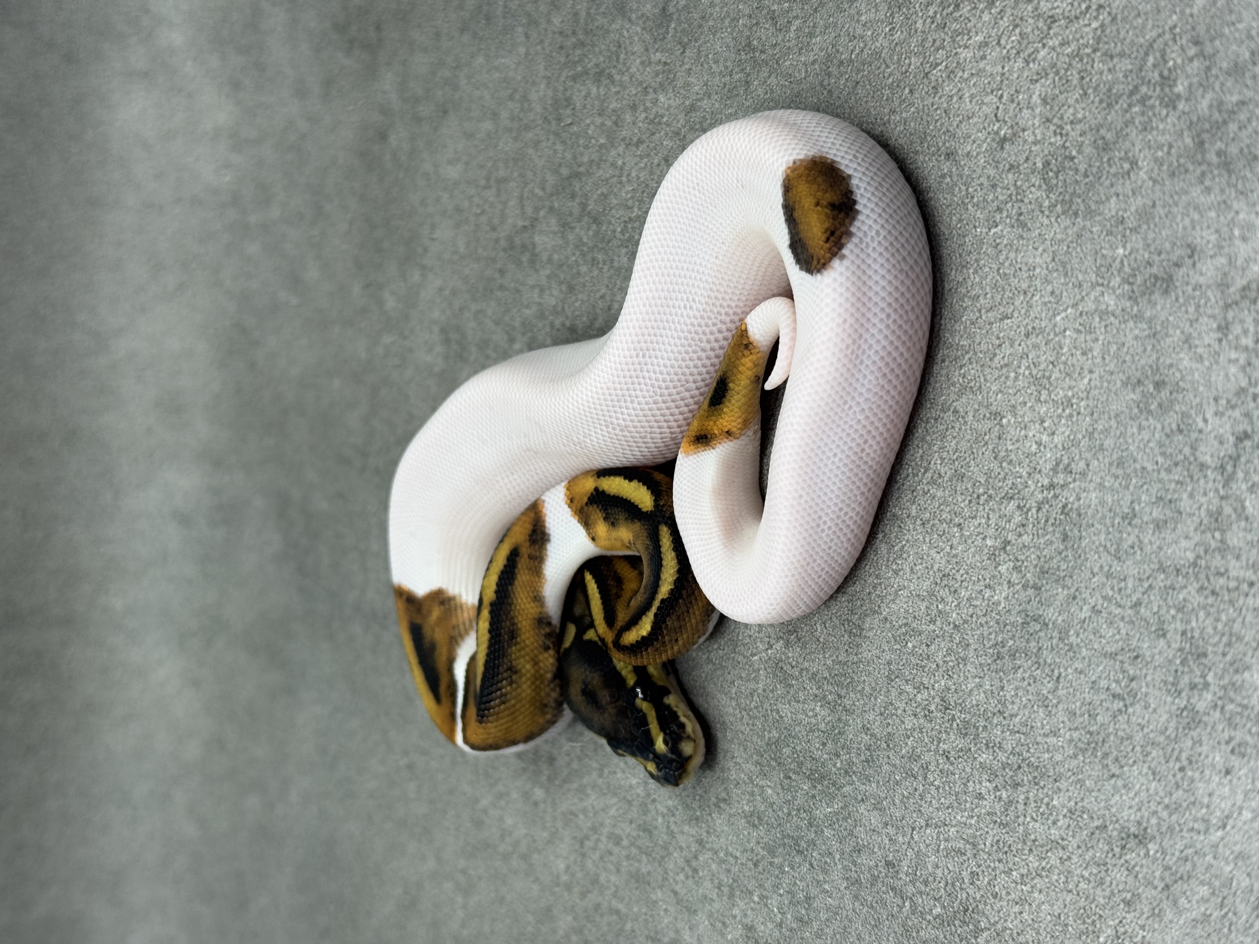 Piebald 2