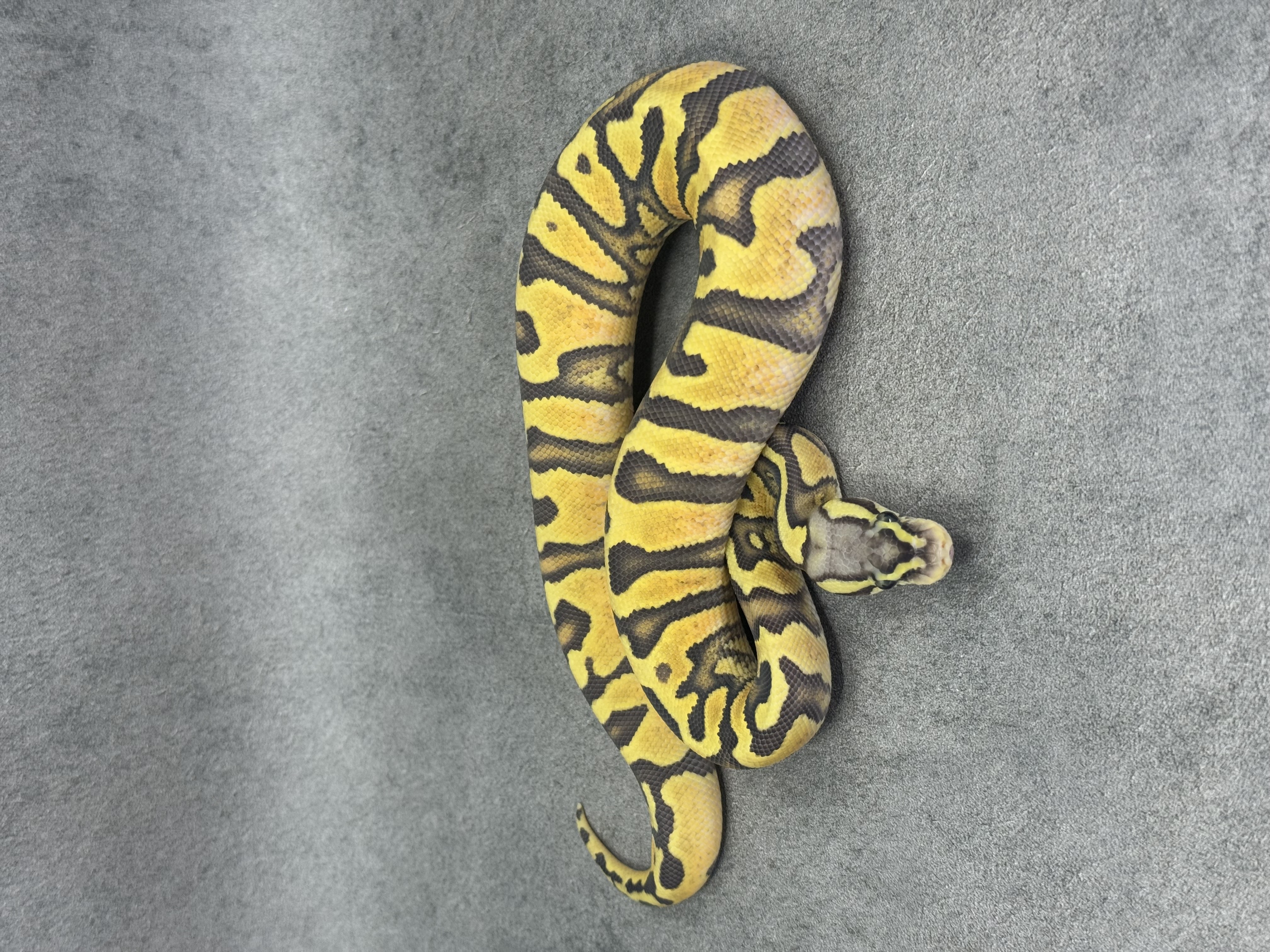 Jaguar Pastel Enchi Hypo 2