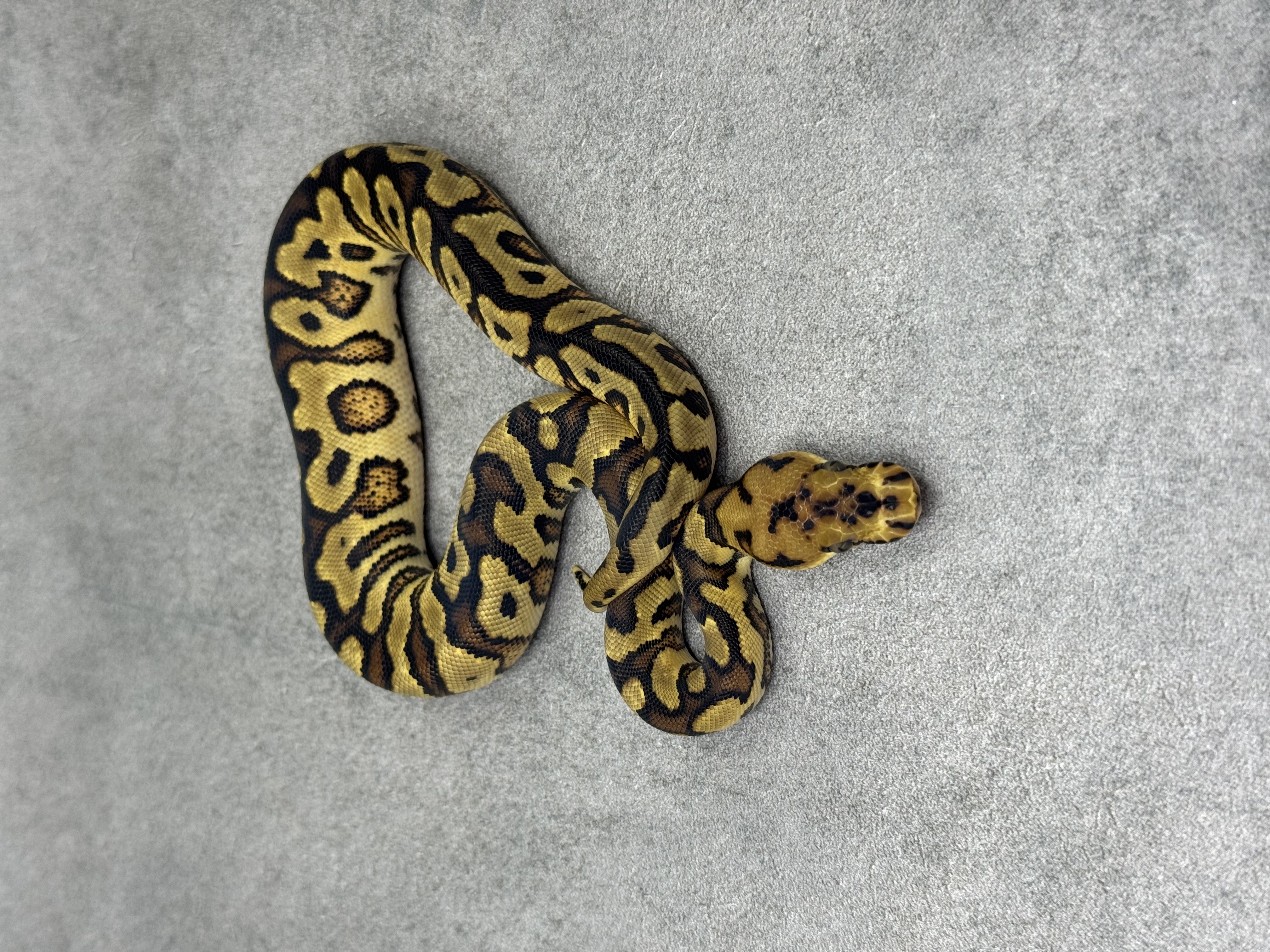Yellow Belly Spotnose Clown 2