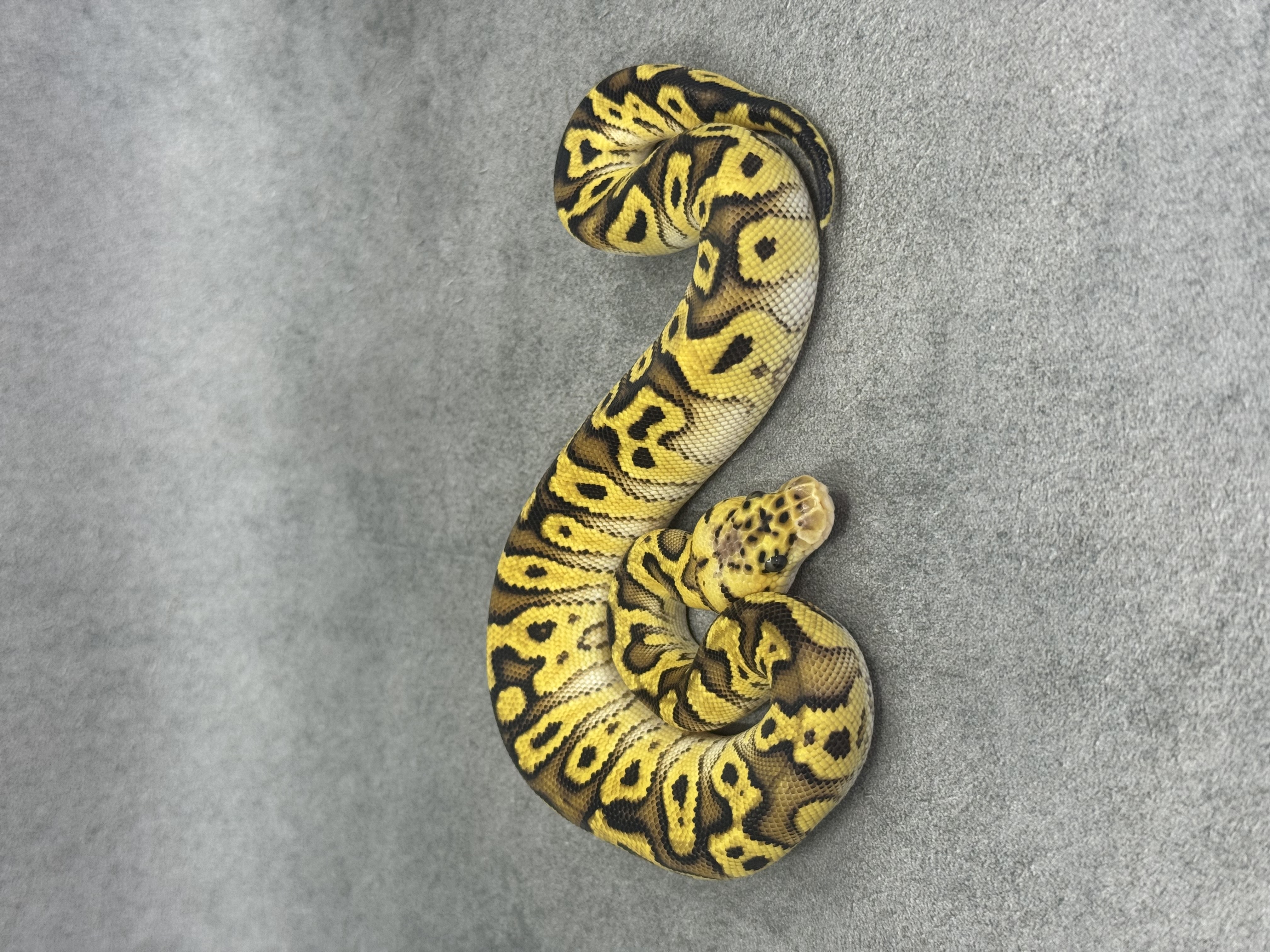 Bongo Pastel Spotnose Clown Poss Enchi Poss Fire 3
