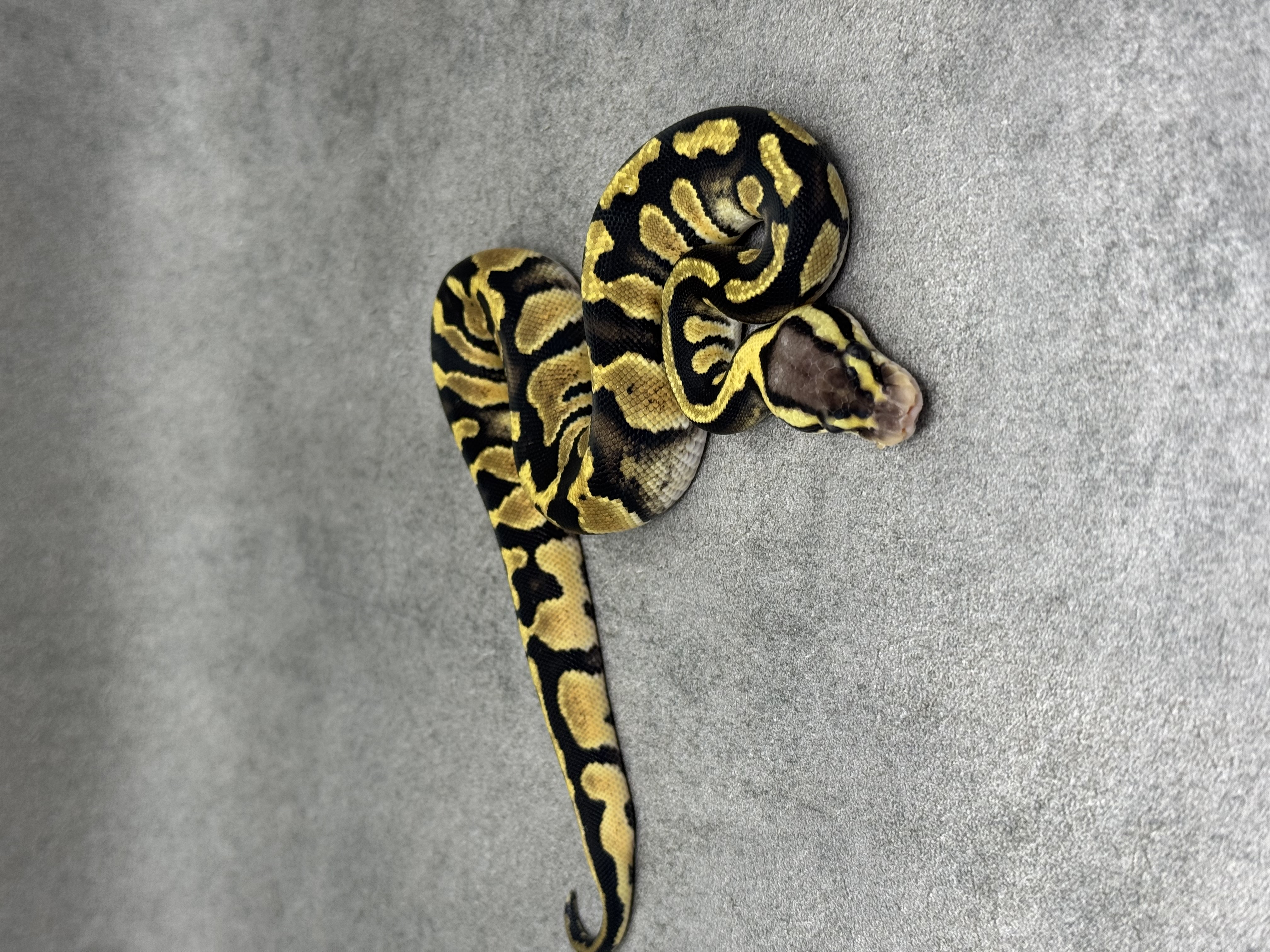 Chocolate Pastel Het Clown 4
