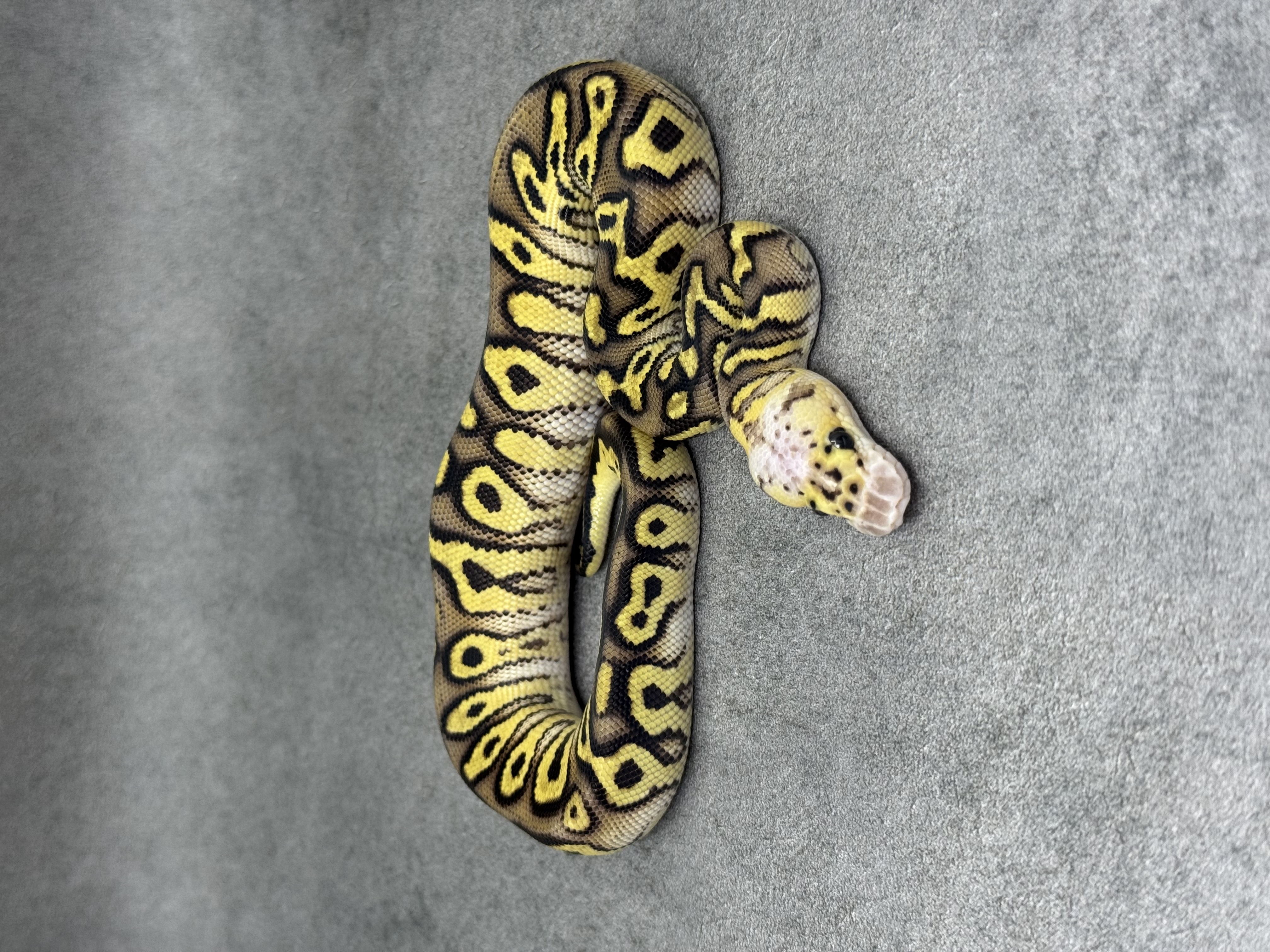 Cypress Pastel Enchi Clown 3