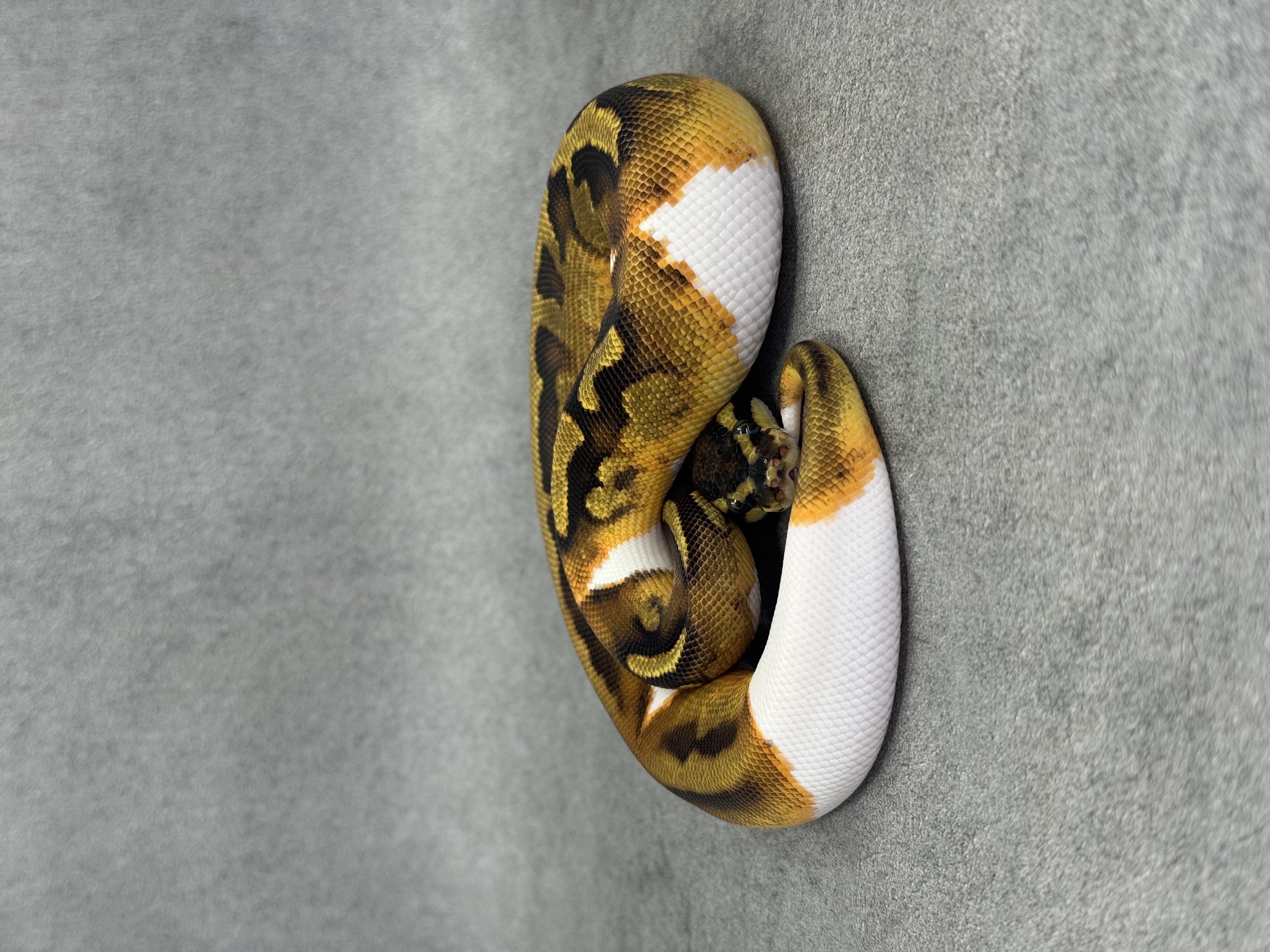 Ghi Enchi Piebald Het Hypo 2