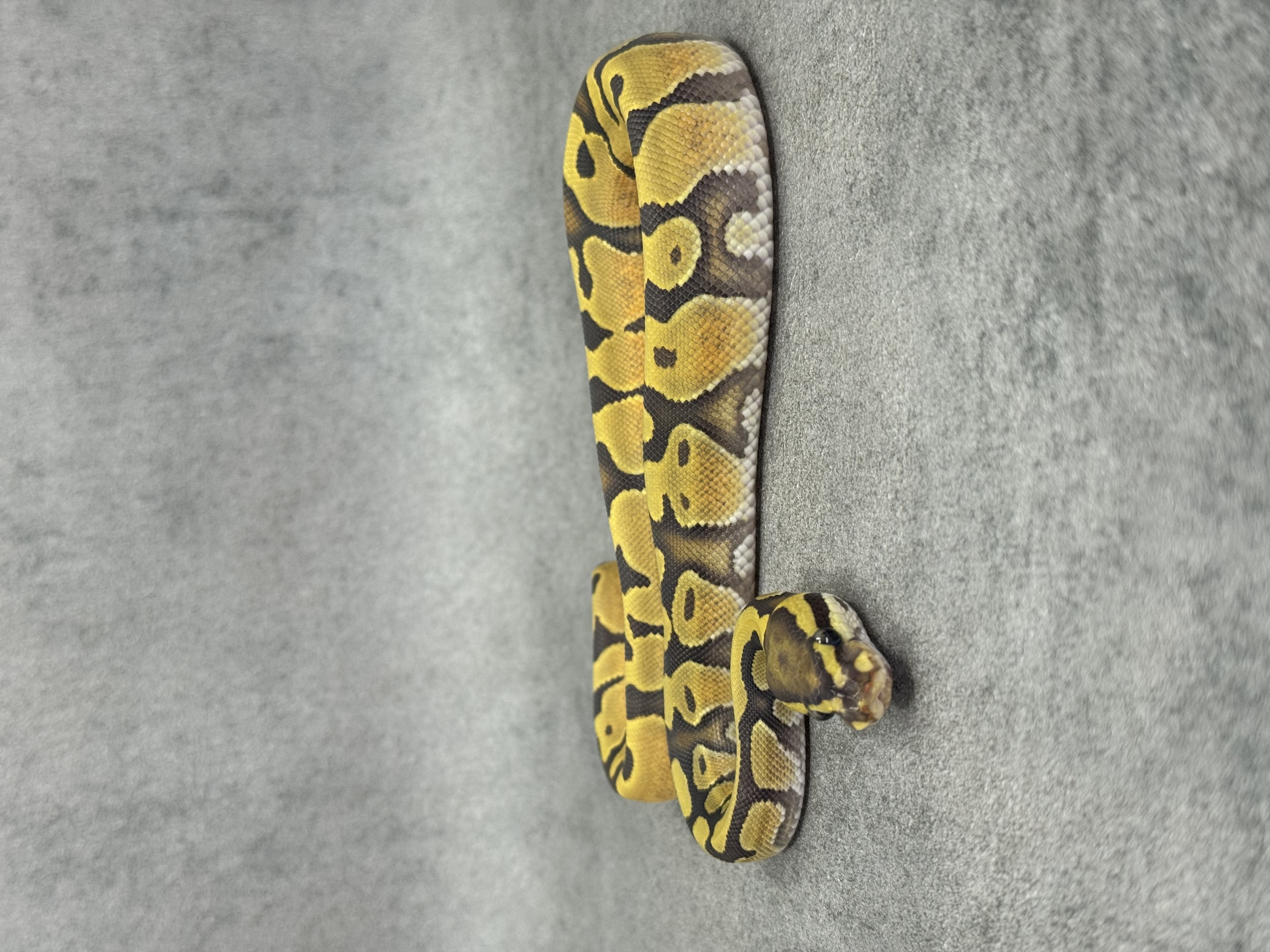 Enchi Hypo Het Piebald 2