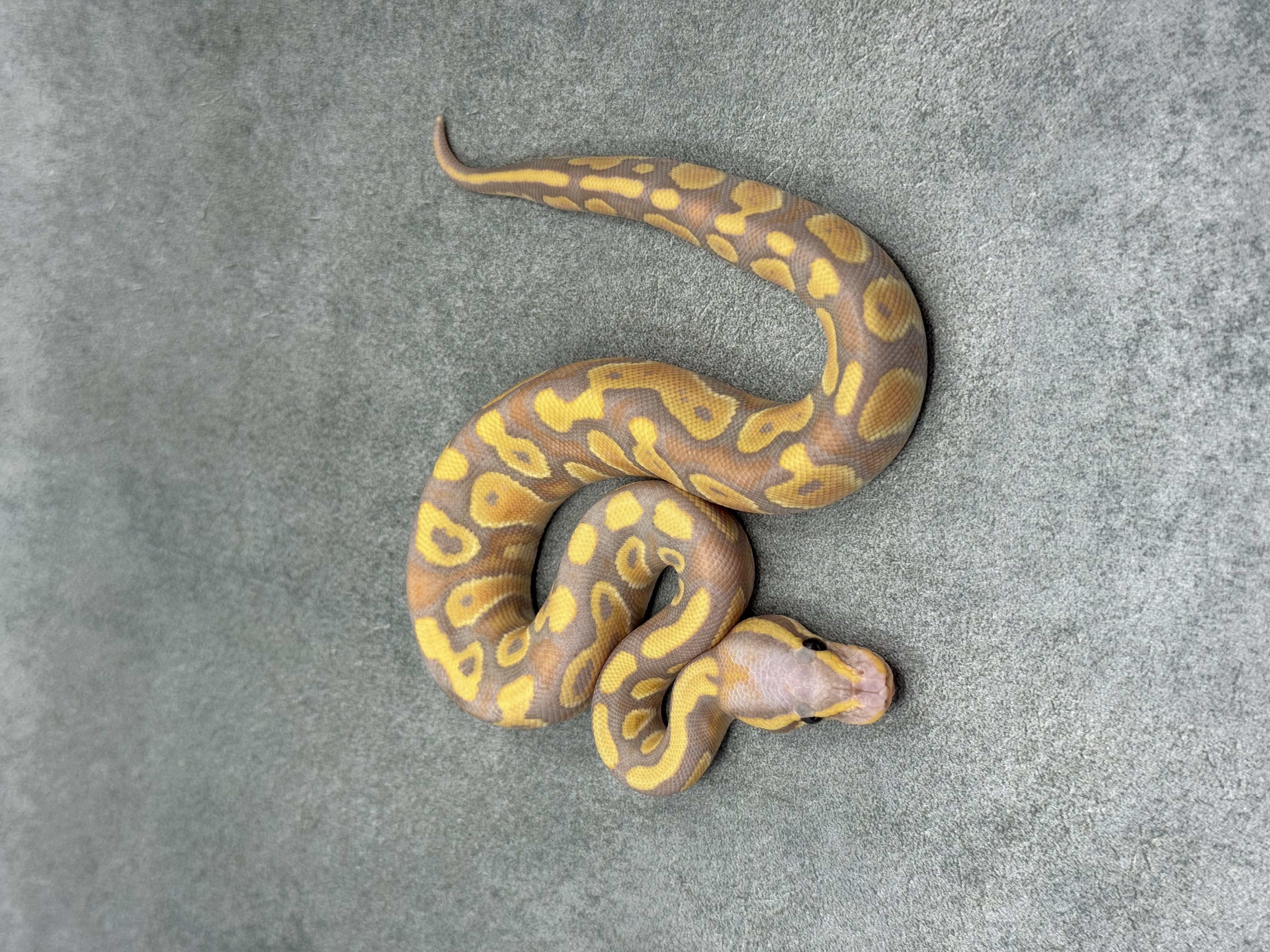 Chocolate Banana Het Clown 2