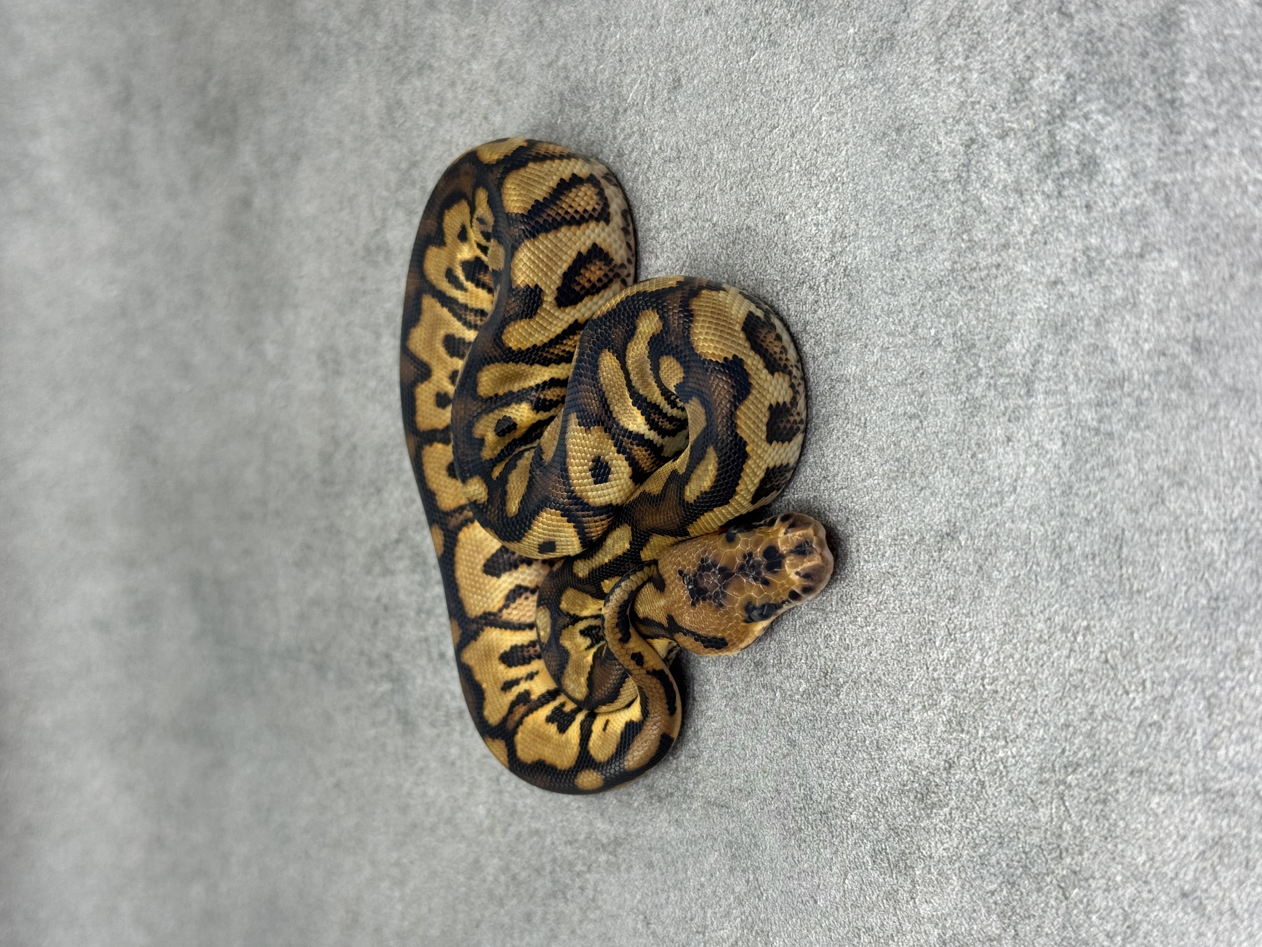 Red Stripe Yellow Belly Clown 2