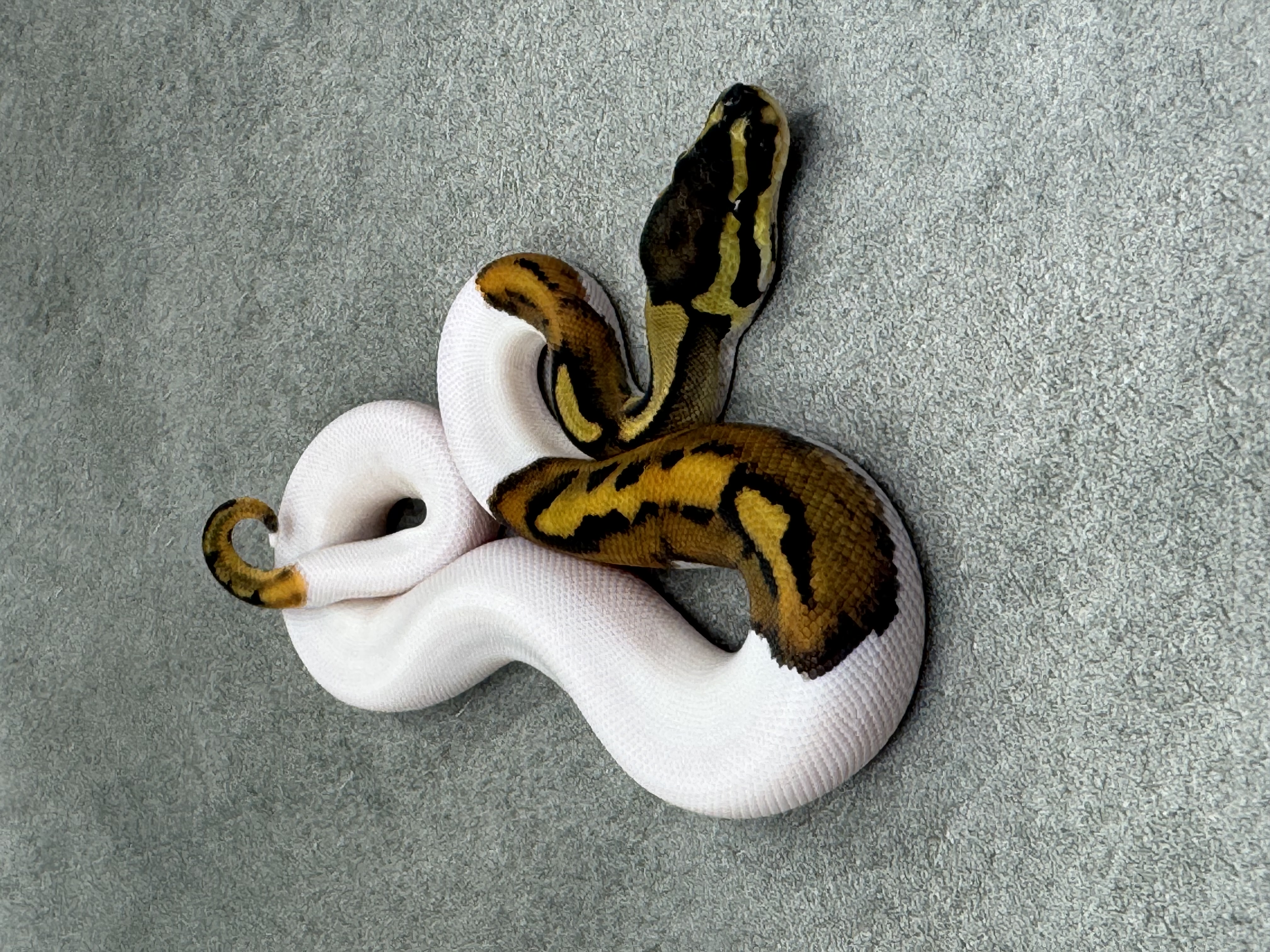Leopard Piebald 2