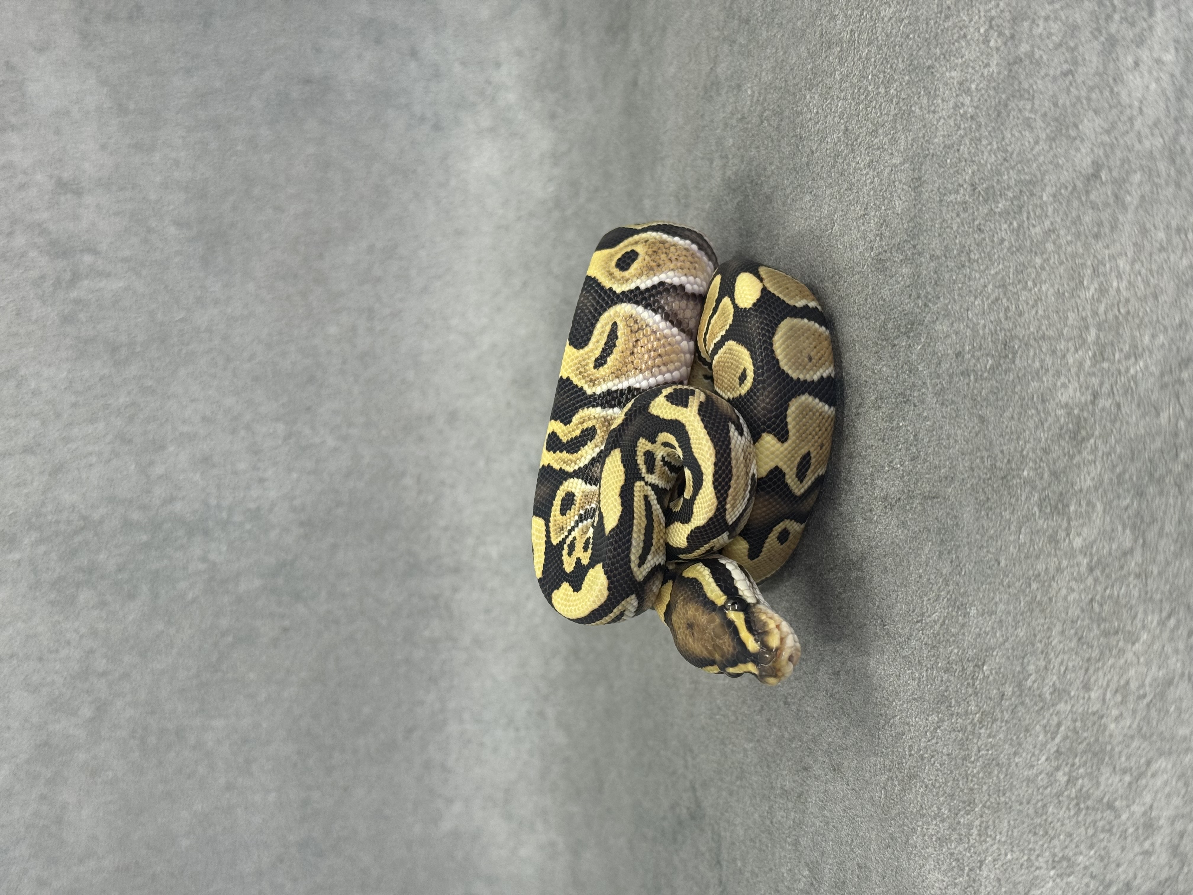 Special Desert Ghost 50% Het Piebald 3