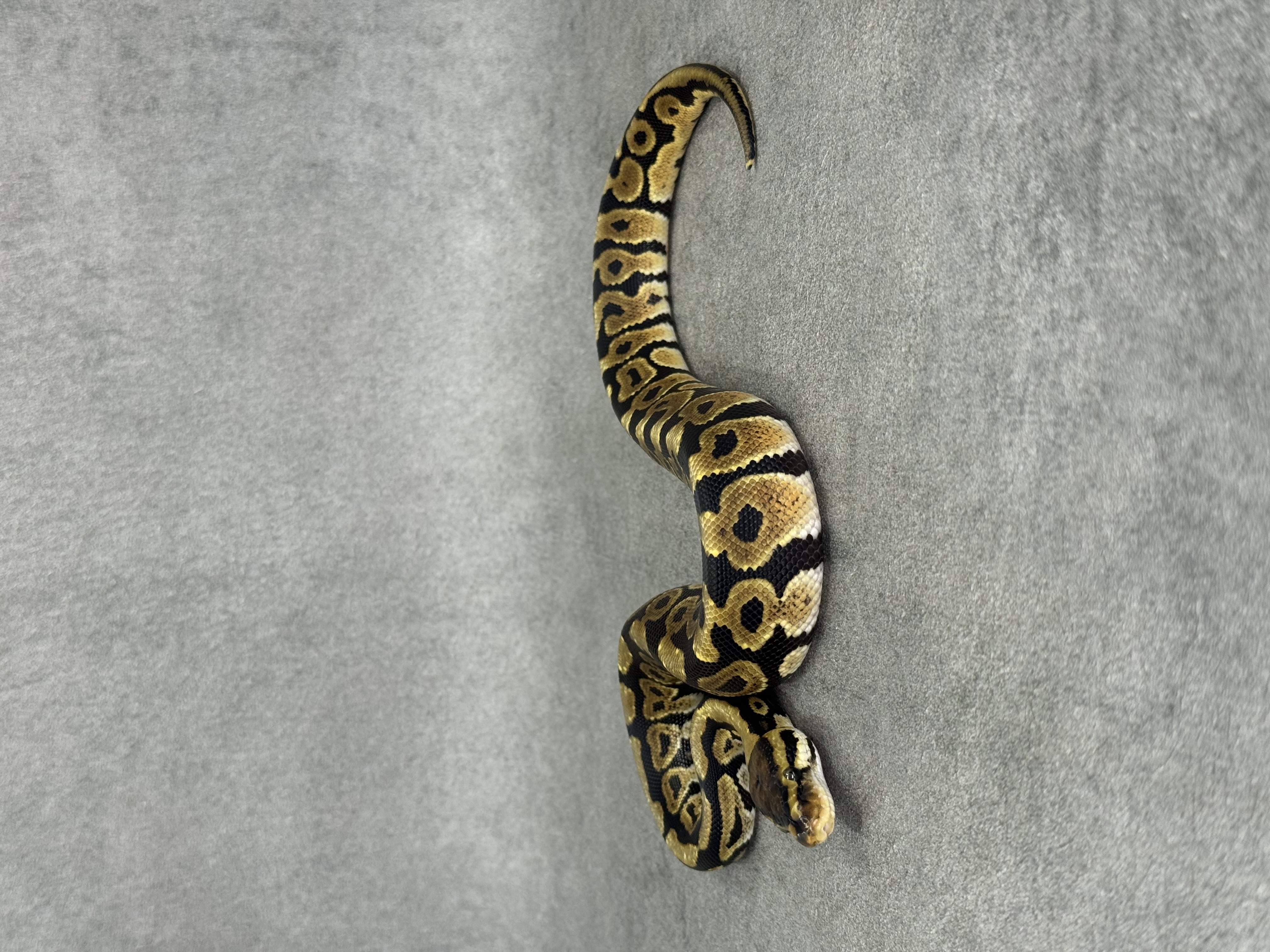 Spotnose Het Clown Het Desert Ghost 5